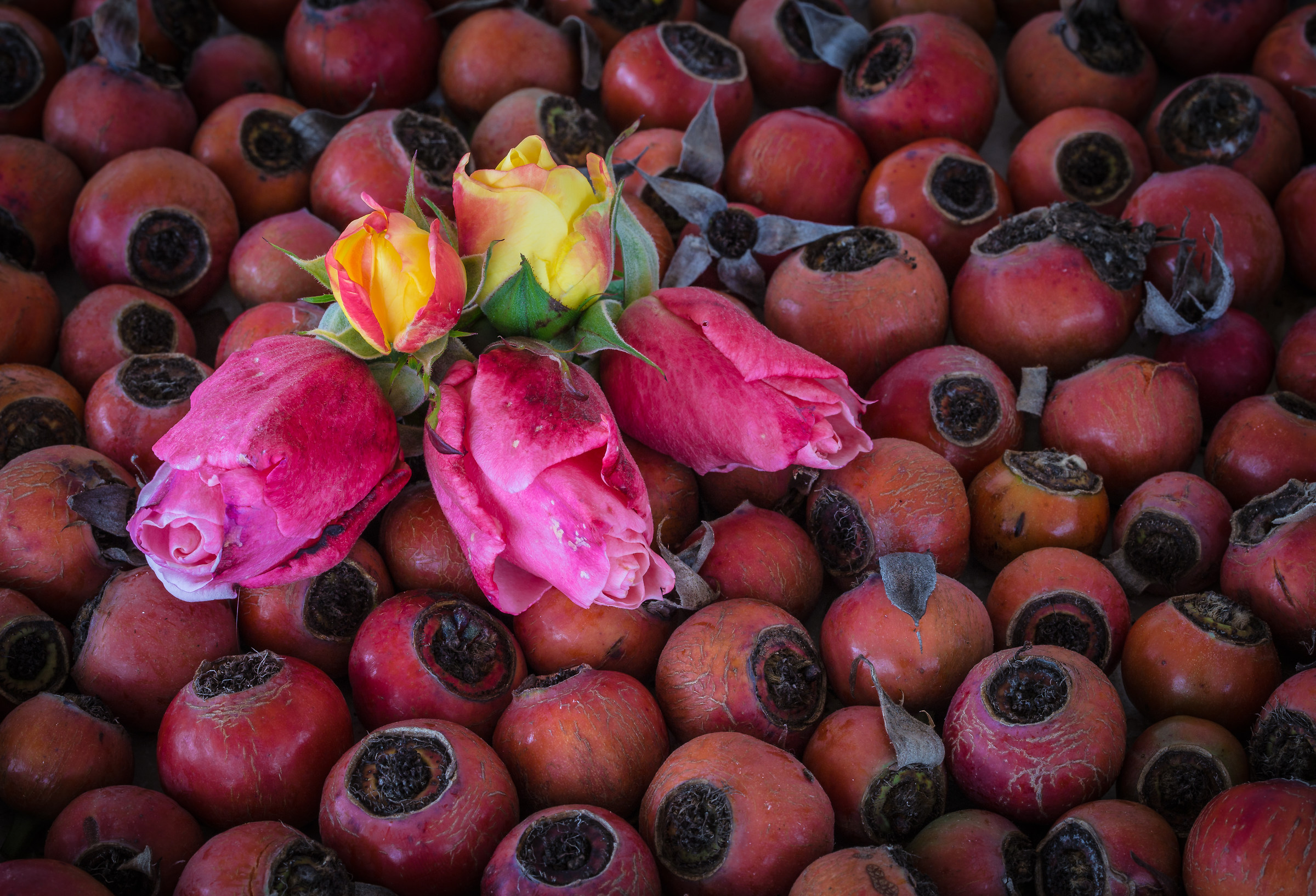 It ends year end roses