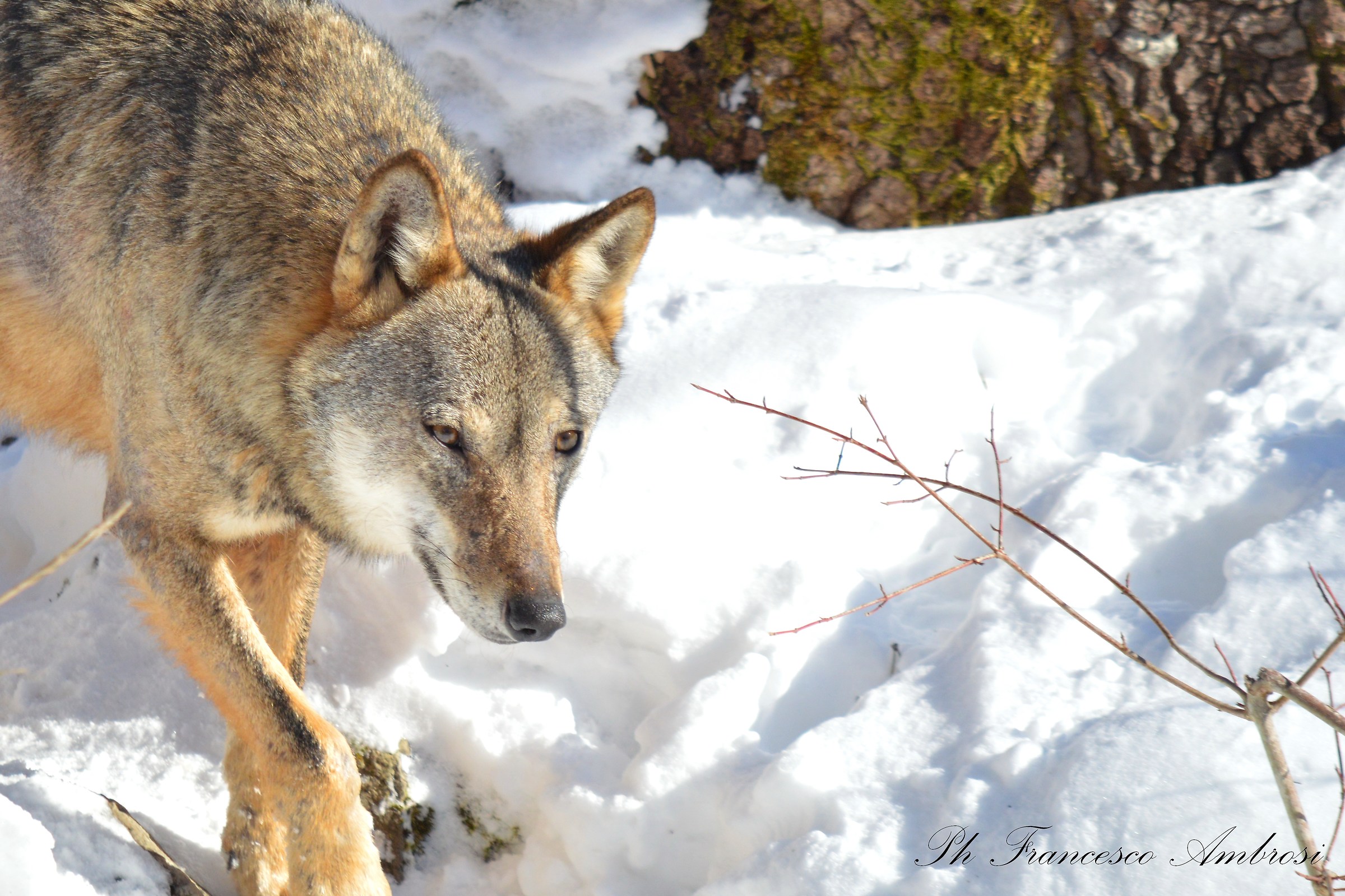 Wolf (Wildlife Area)