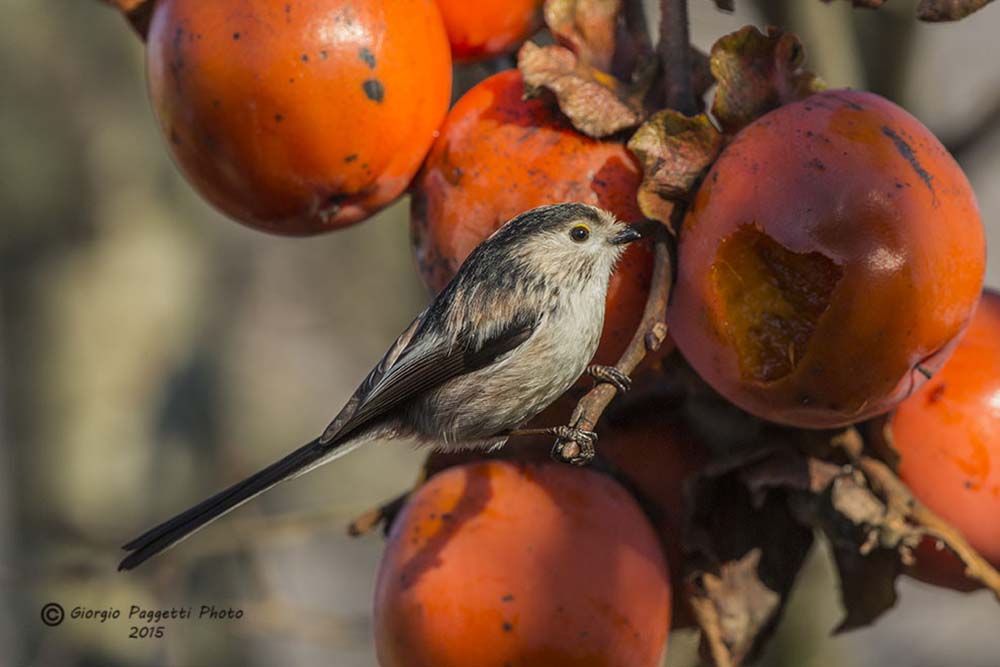 Codibugnolo su cachi