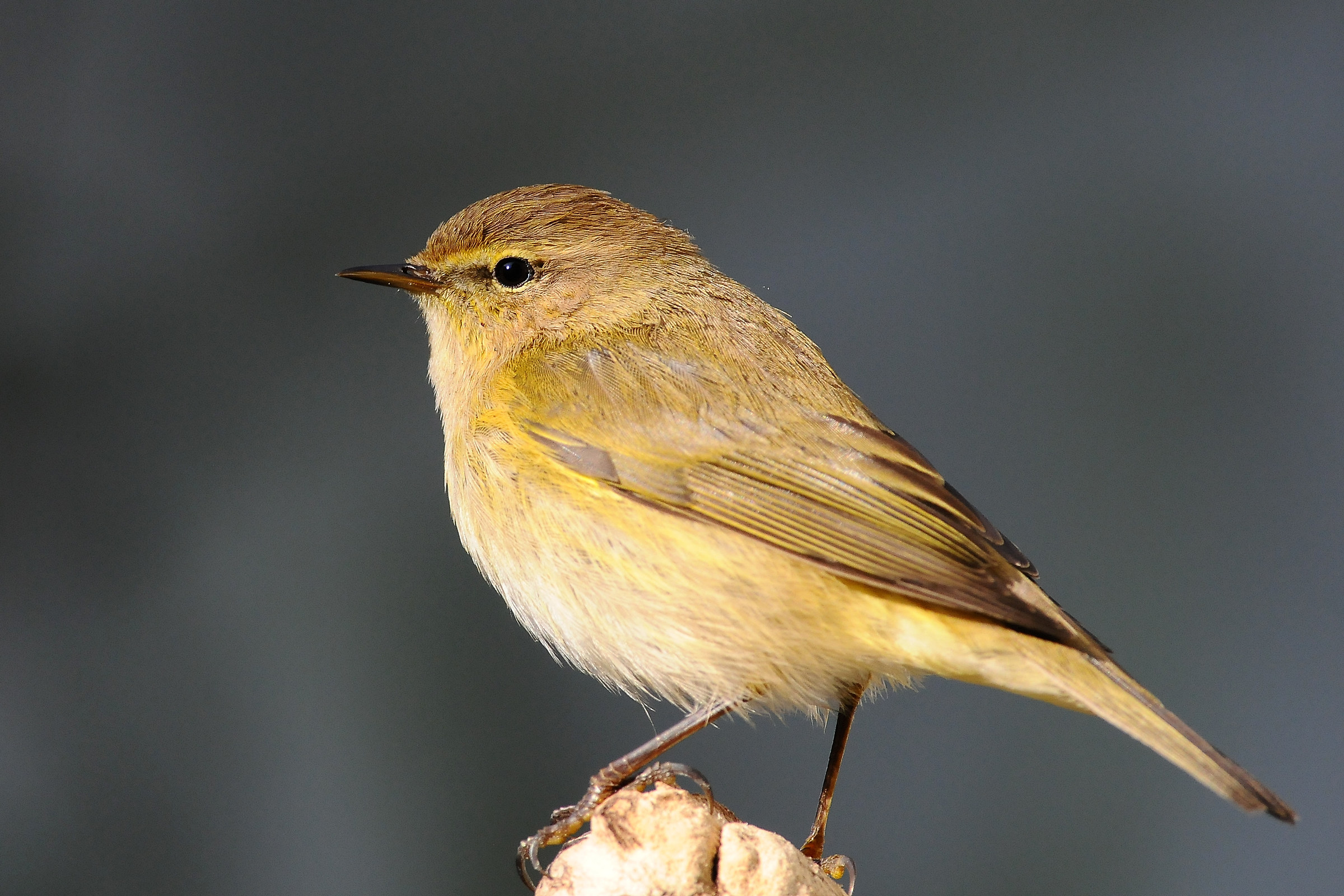 Chiffchaff