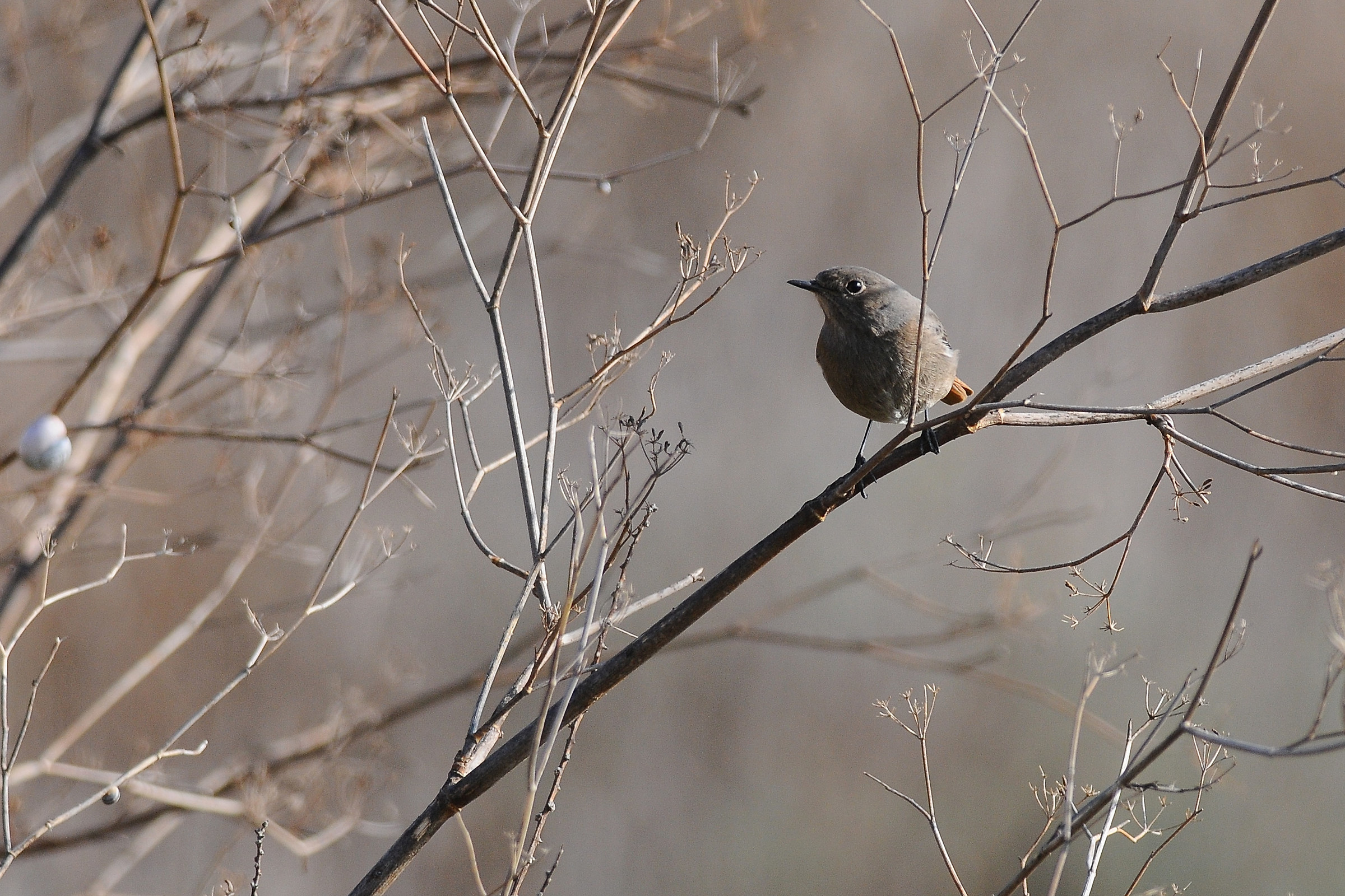 White wagtail at sunset