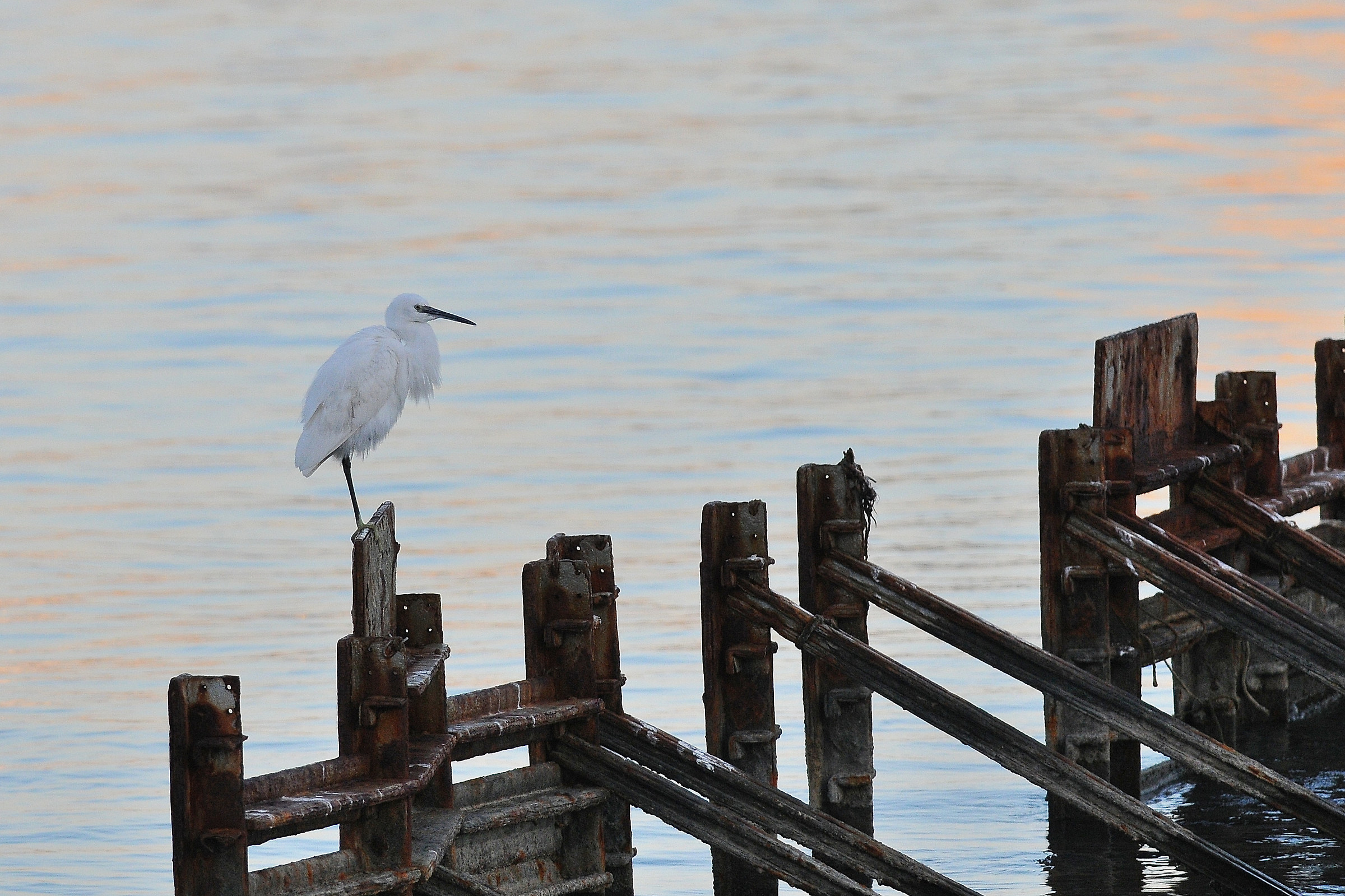 Egret in port
