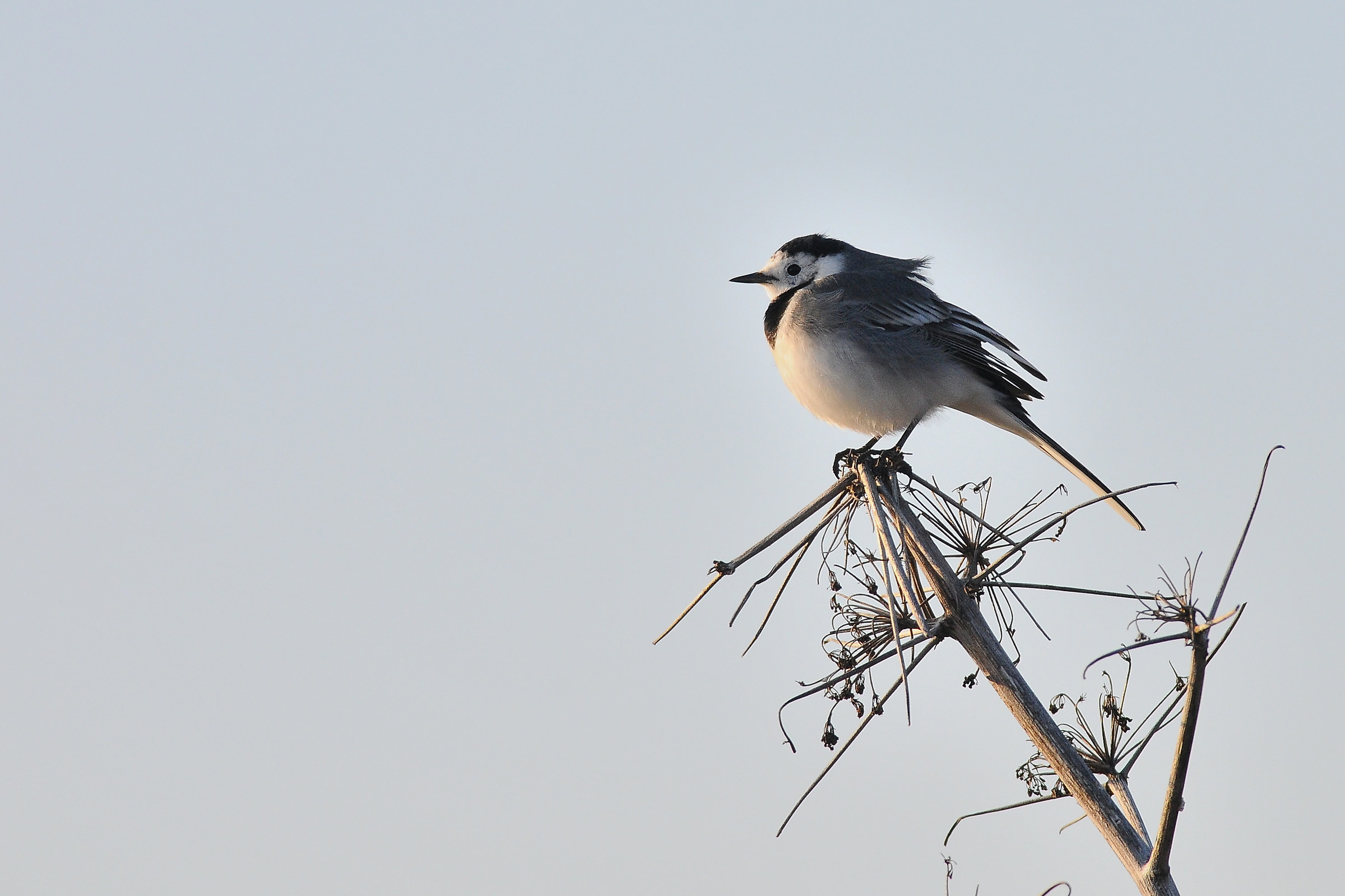 White wagtail at sunset