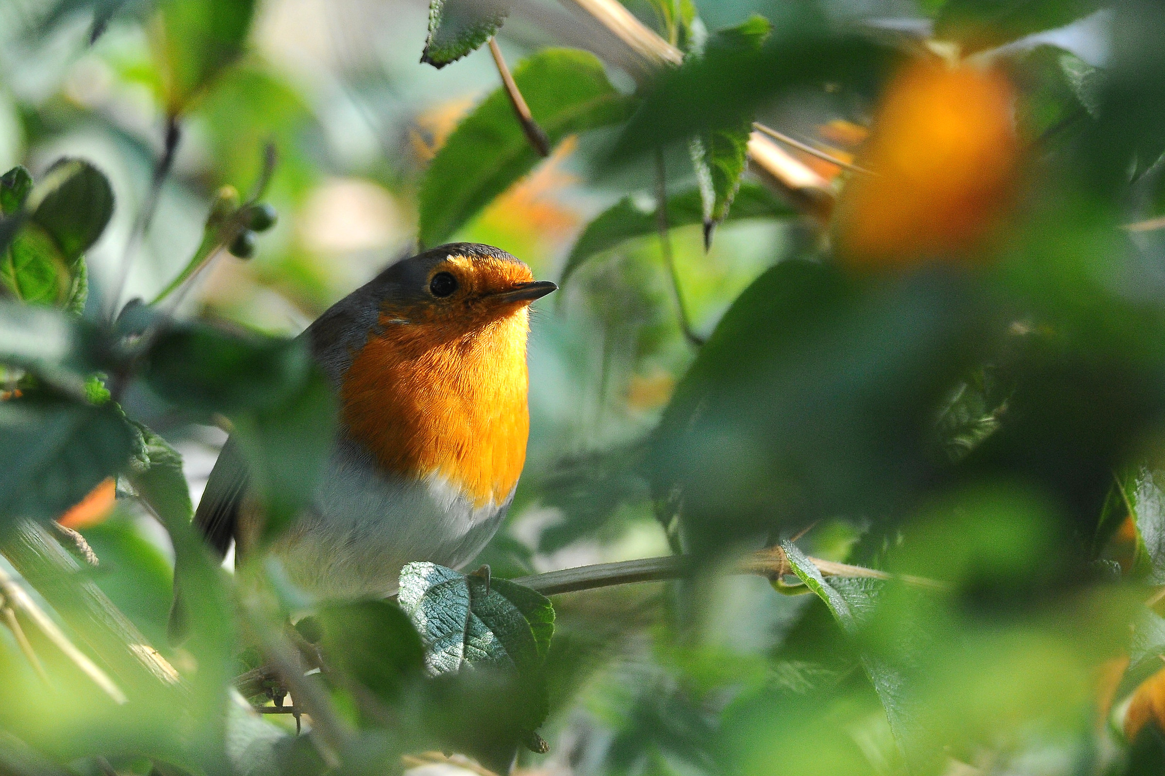 Robin among lantana flowers