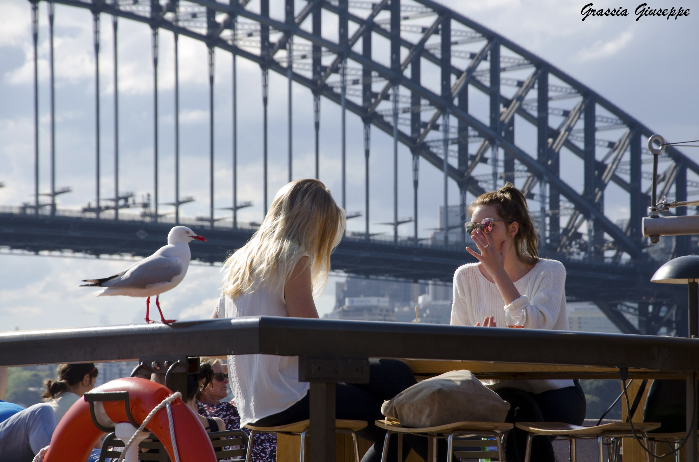 Il Gabbiano Im..piccione