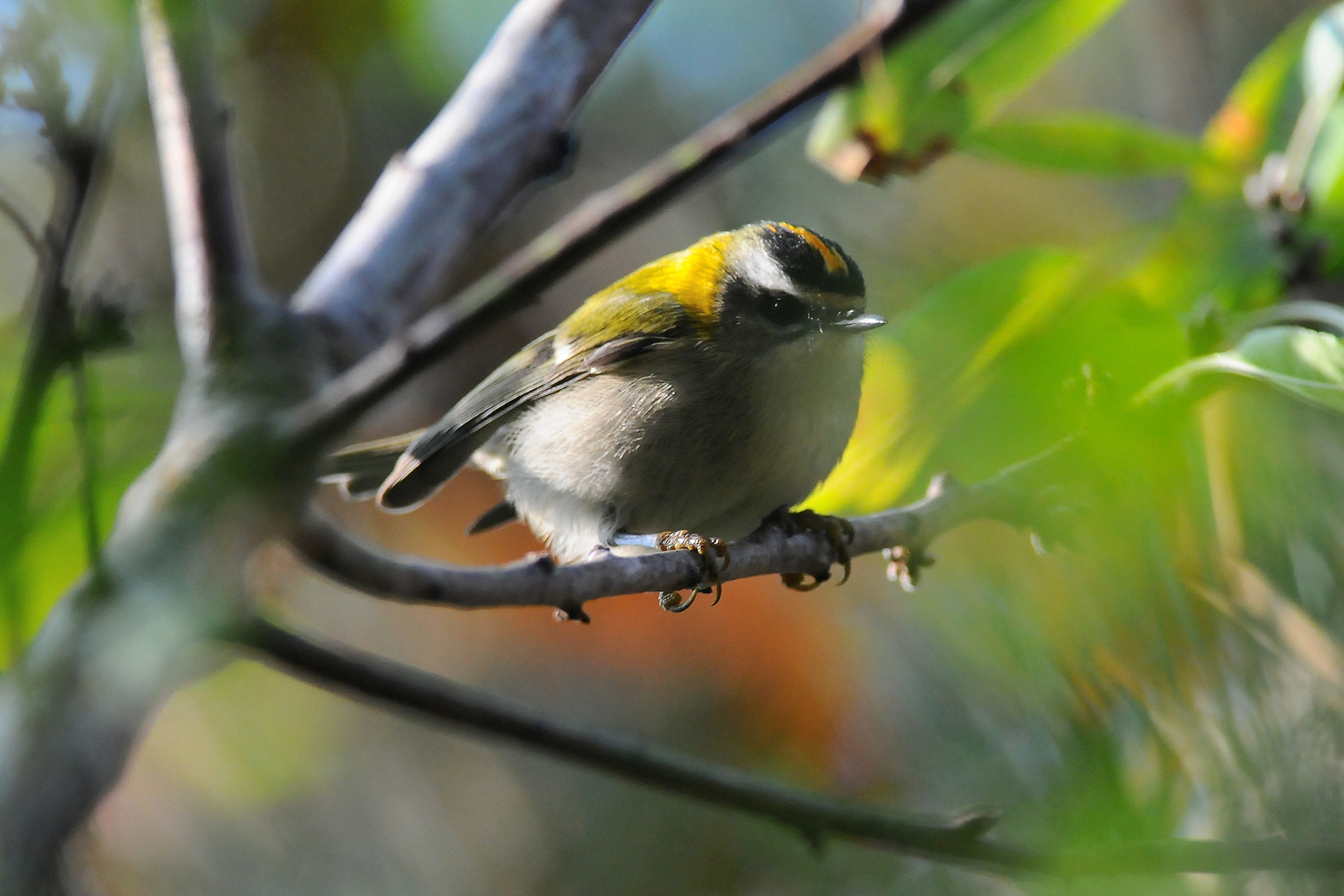 Splashes of color - Firecrest