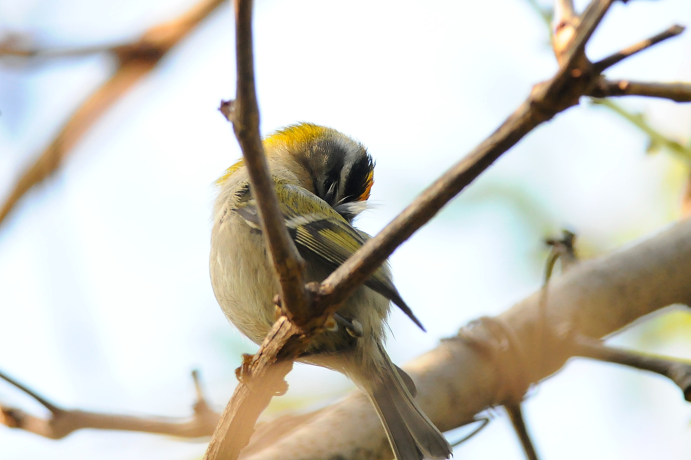 Firecrest makes cleaning