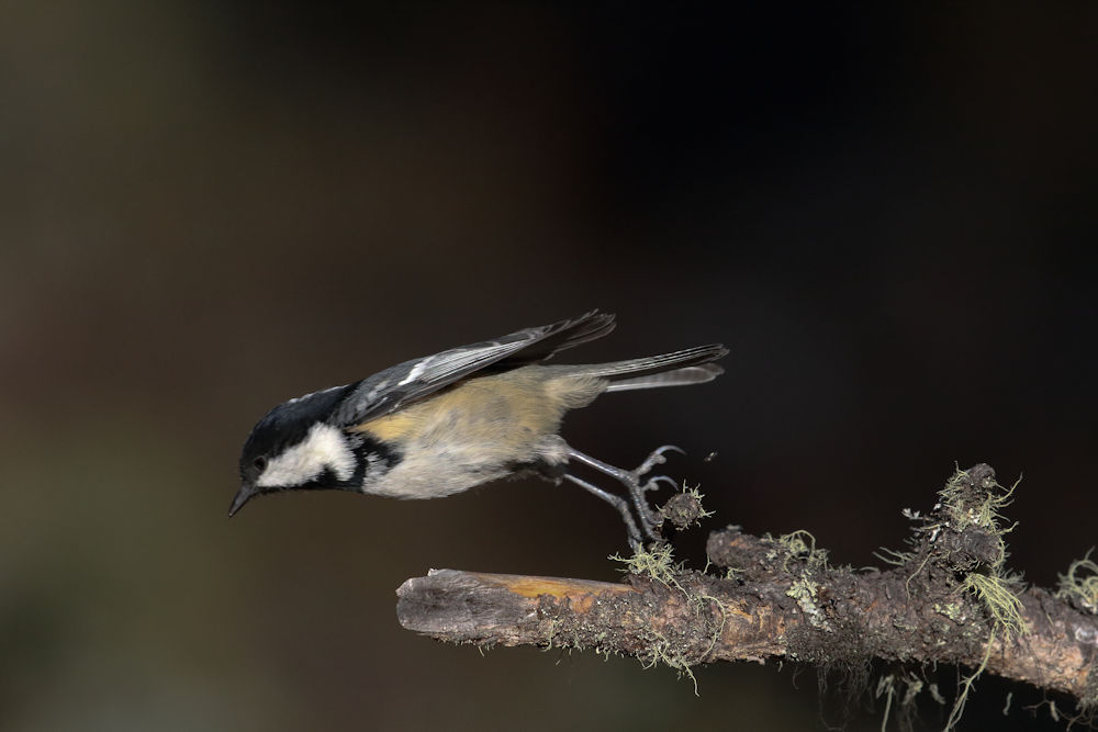 Coal Tit