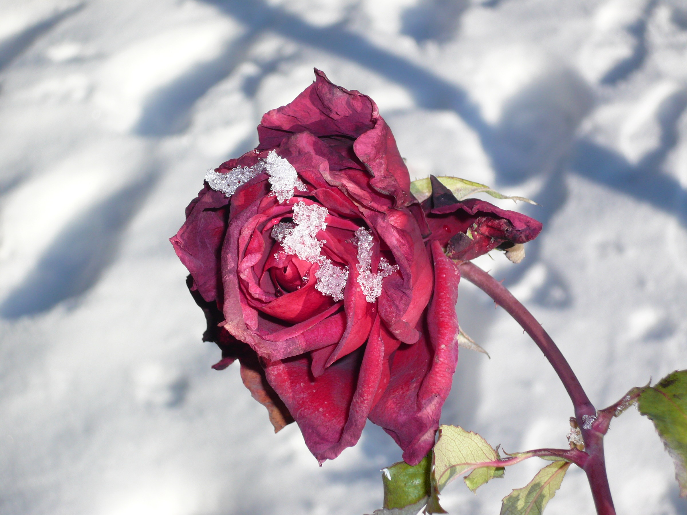 Rosa nella neve