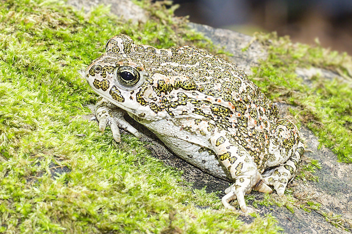 Green Toad