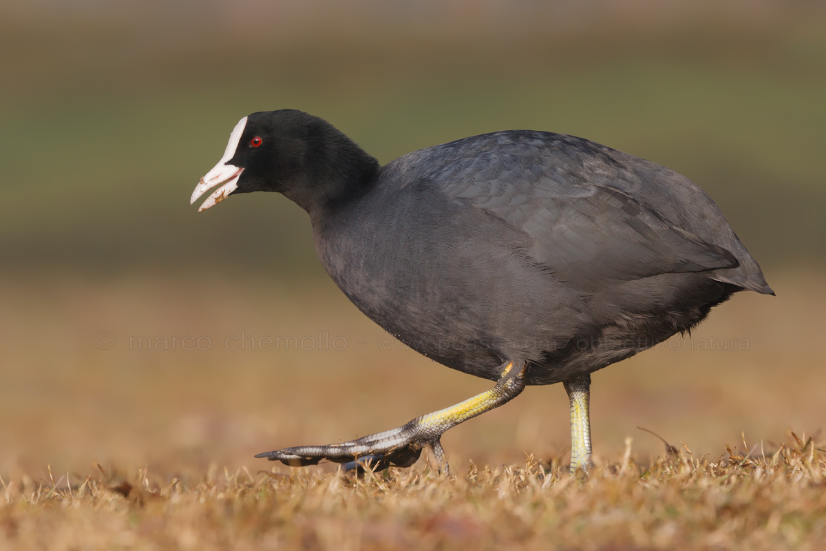 Coot (Fulica atra)