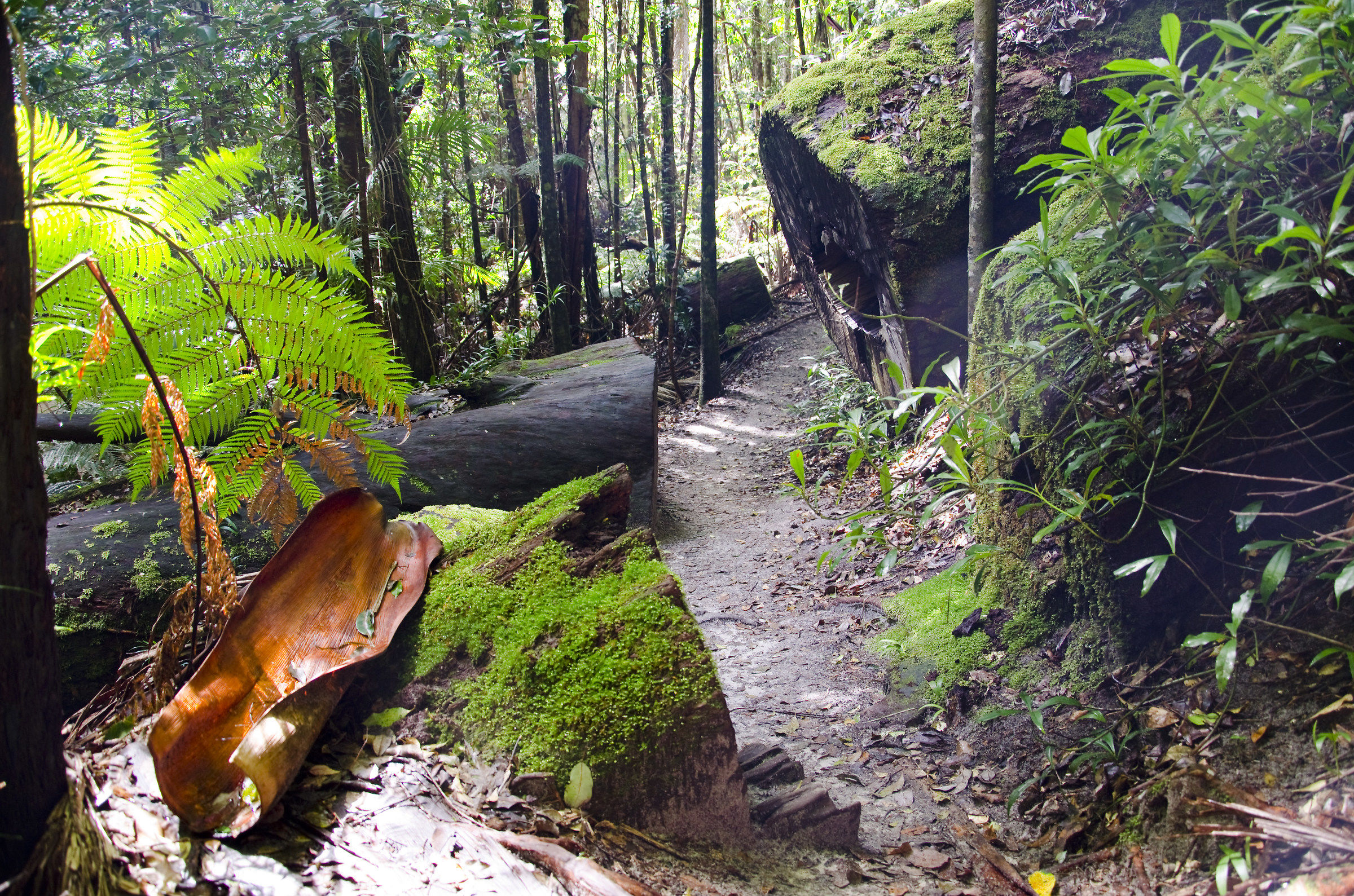 rain forest pine valley
