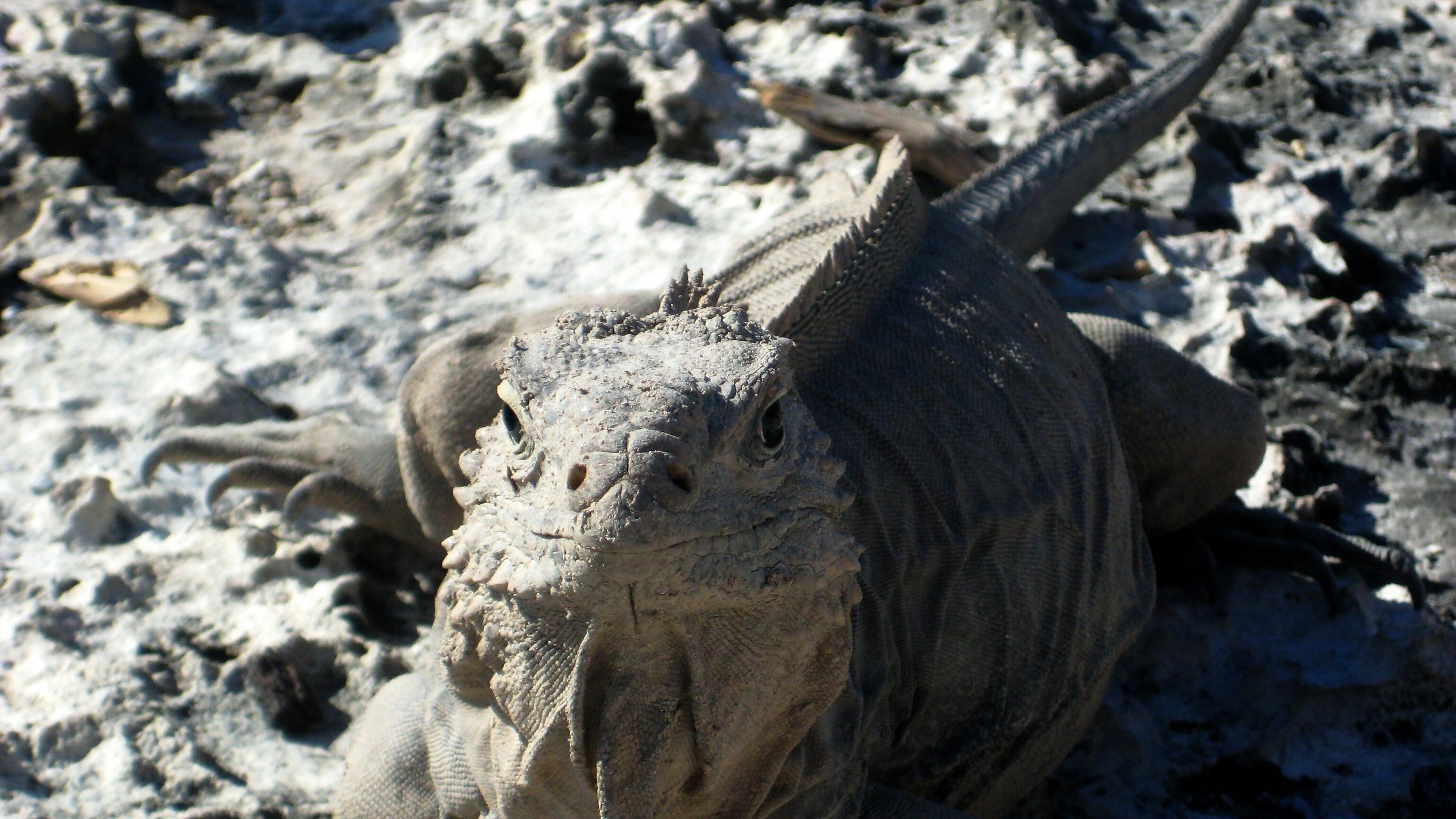 Iguana Cayo Largo Cuba