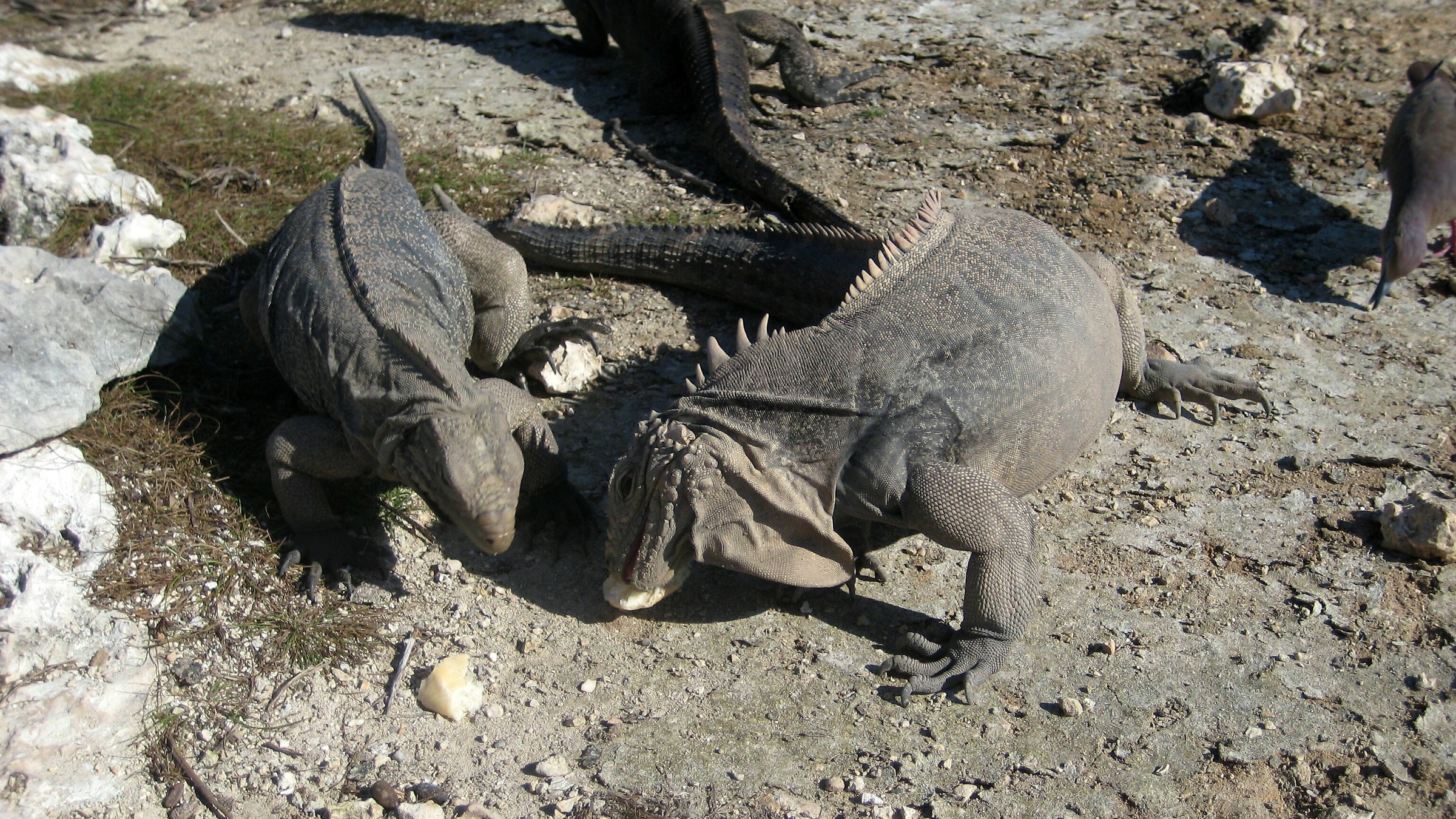 Iguana Cayo Largo Cuba