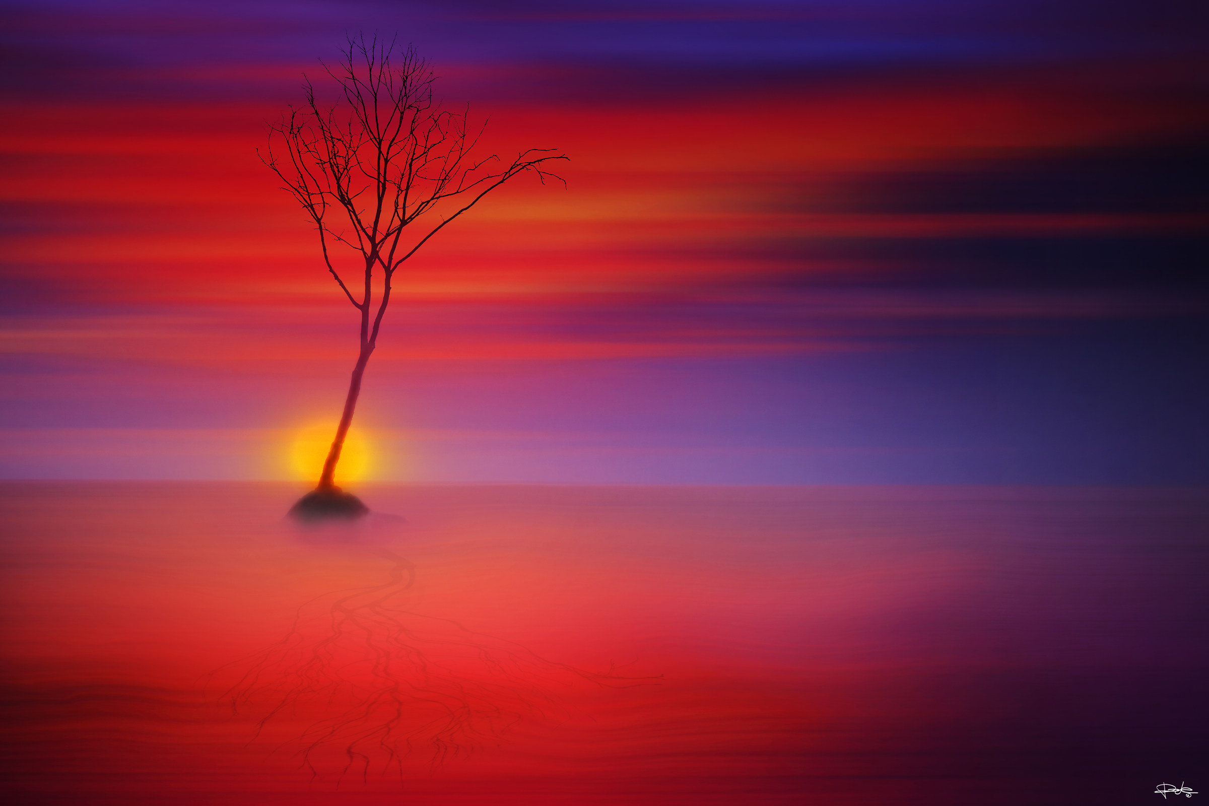 tree at sunset