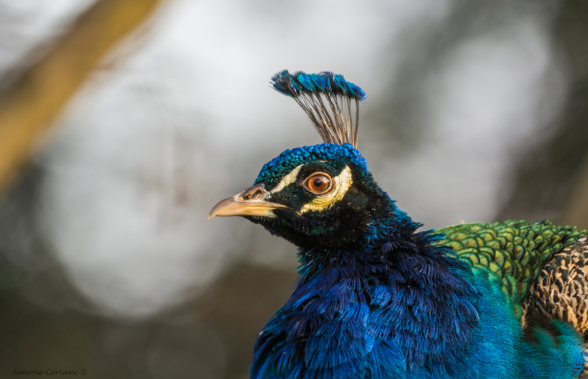 Cristatus- Pavo (Peacock)