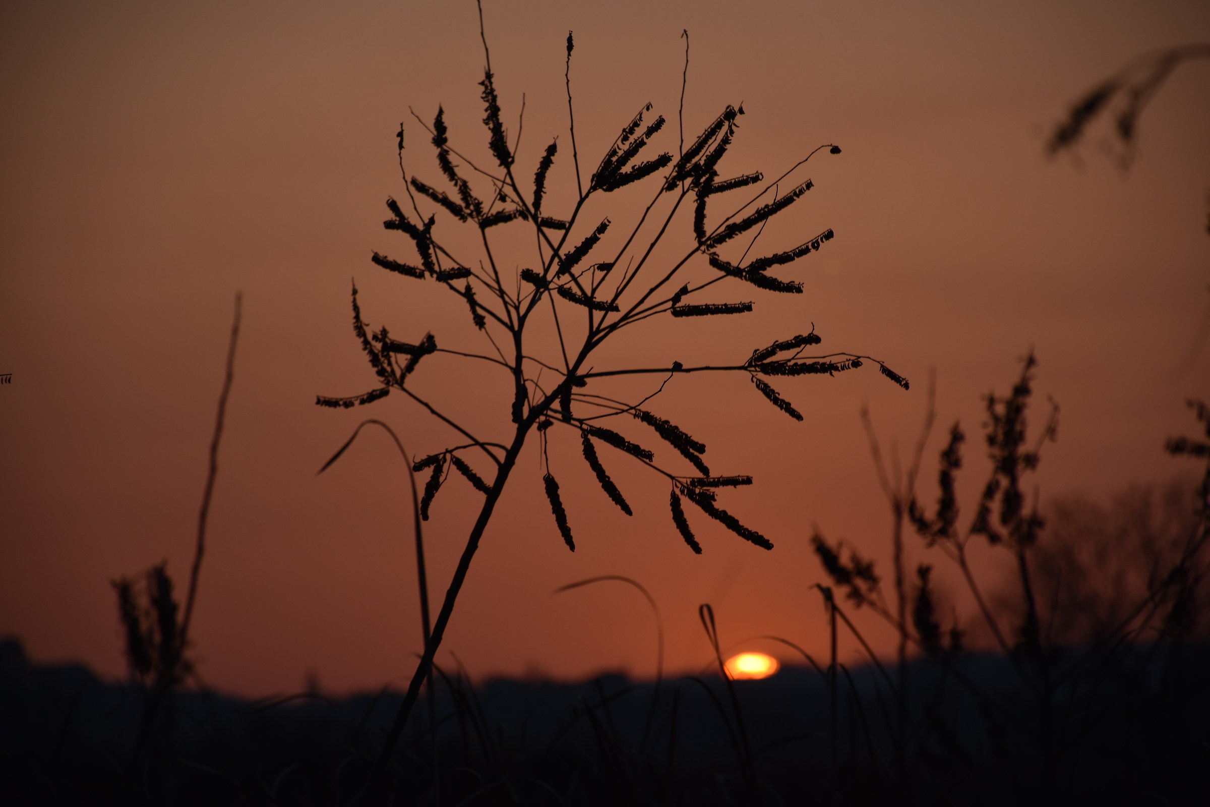 Tramonto in Torbiera