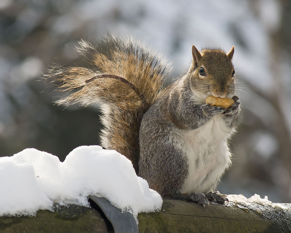 Scoiattolo sulla neve