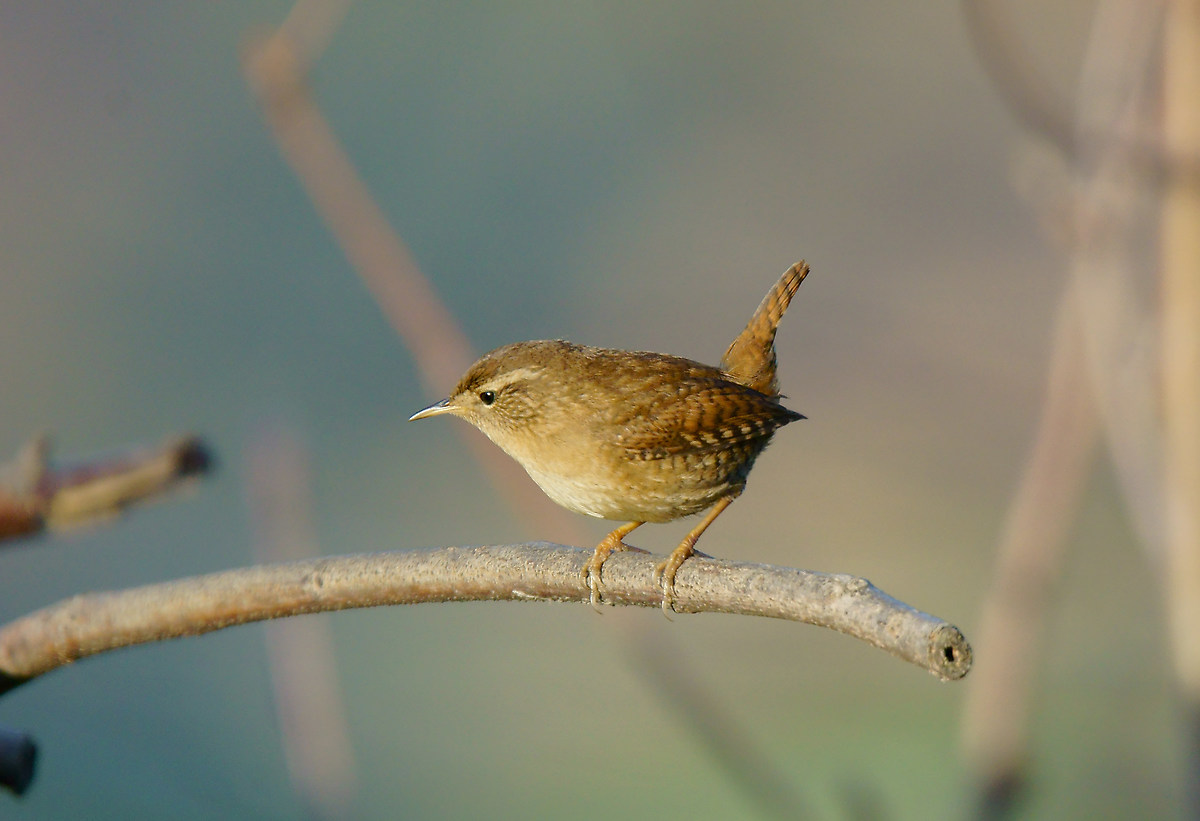 Wren