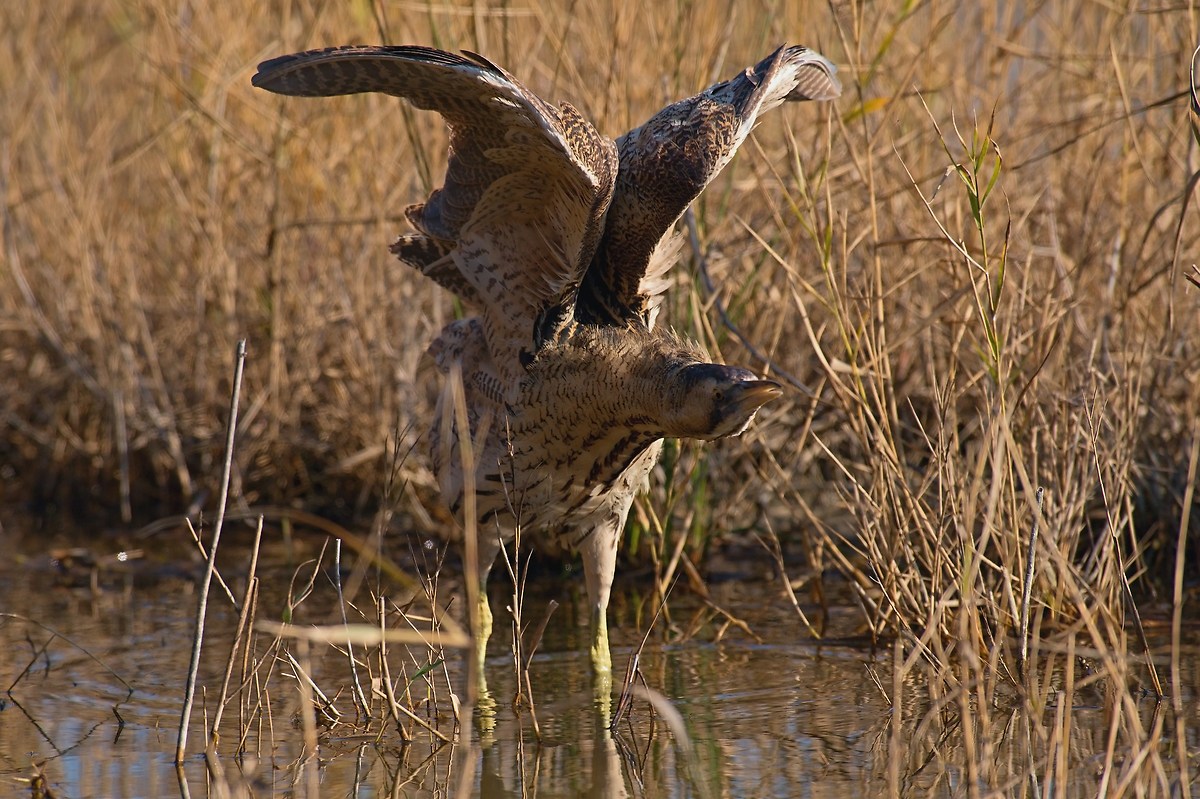 Bittern