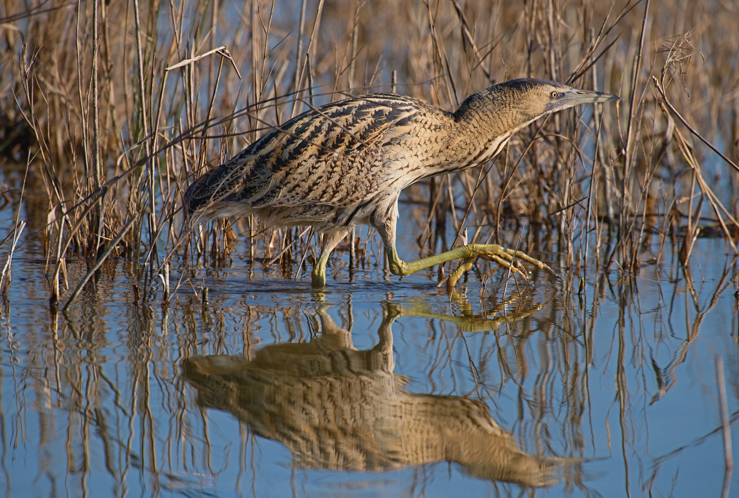 Bittern