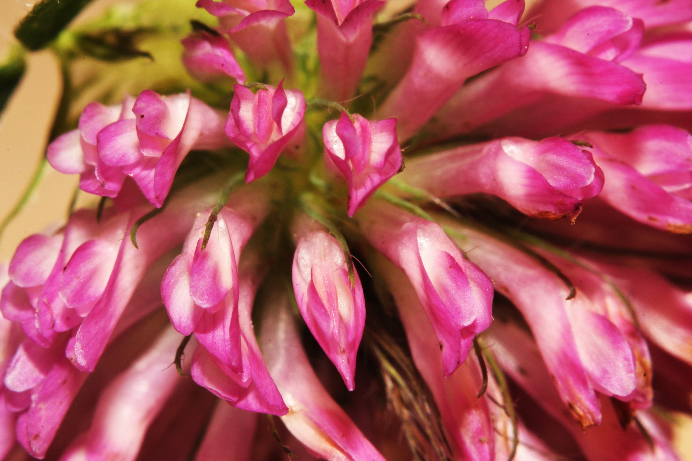 proof extension tubes