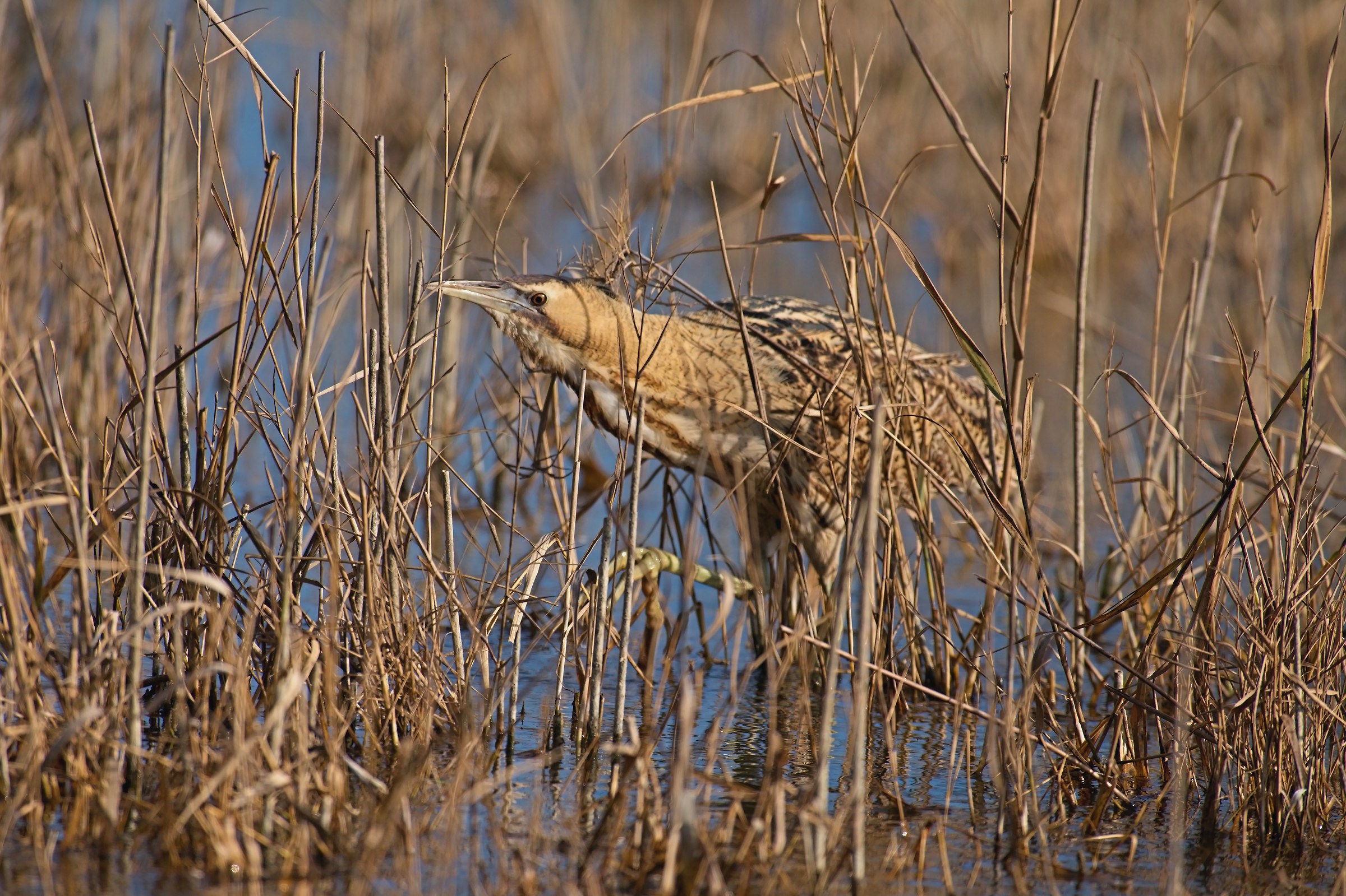 Bittern