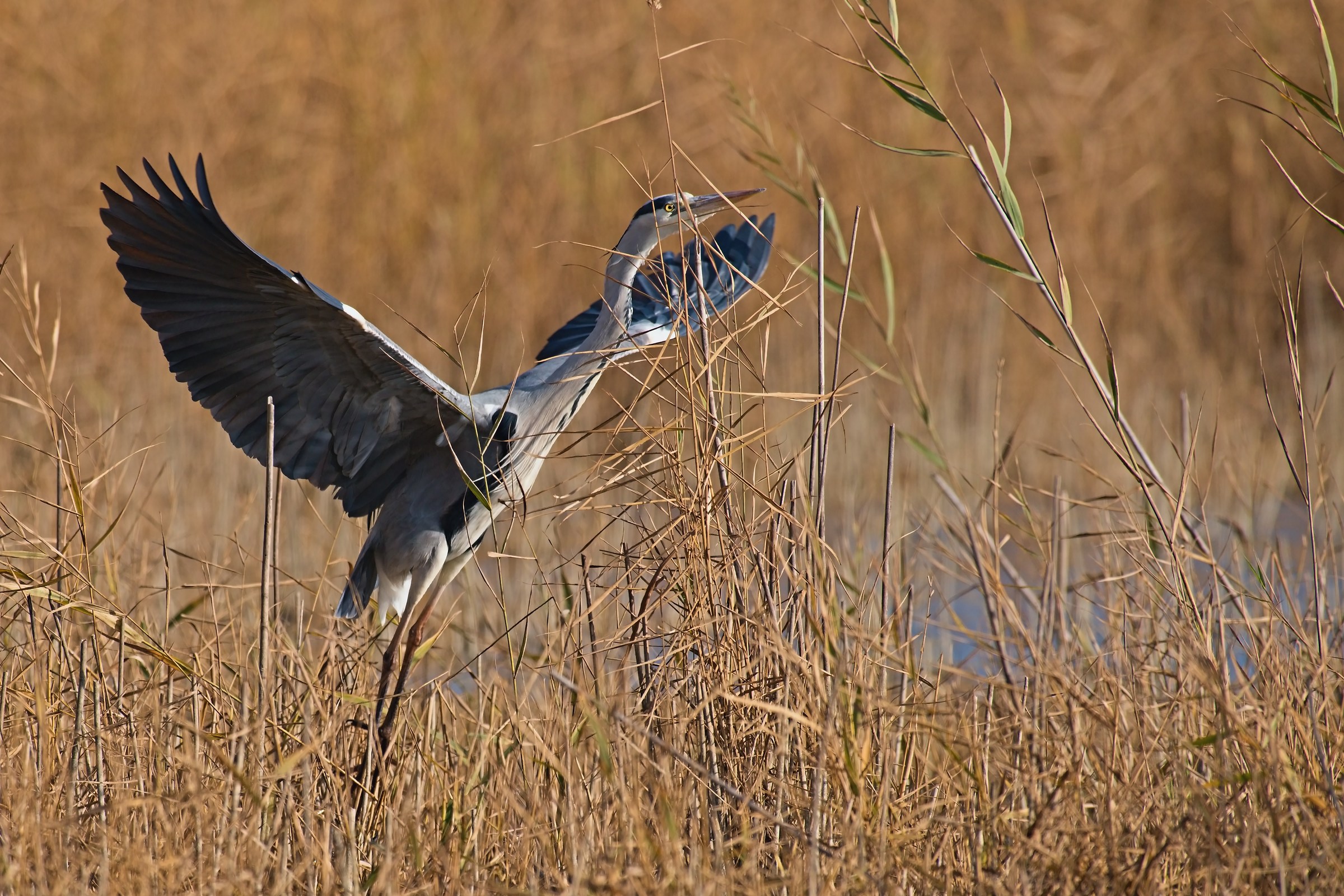 Takeoff from reeds