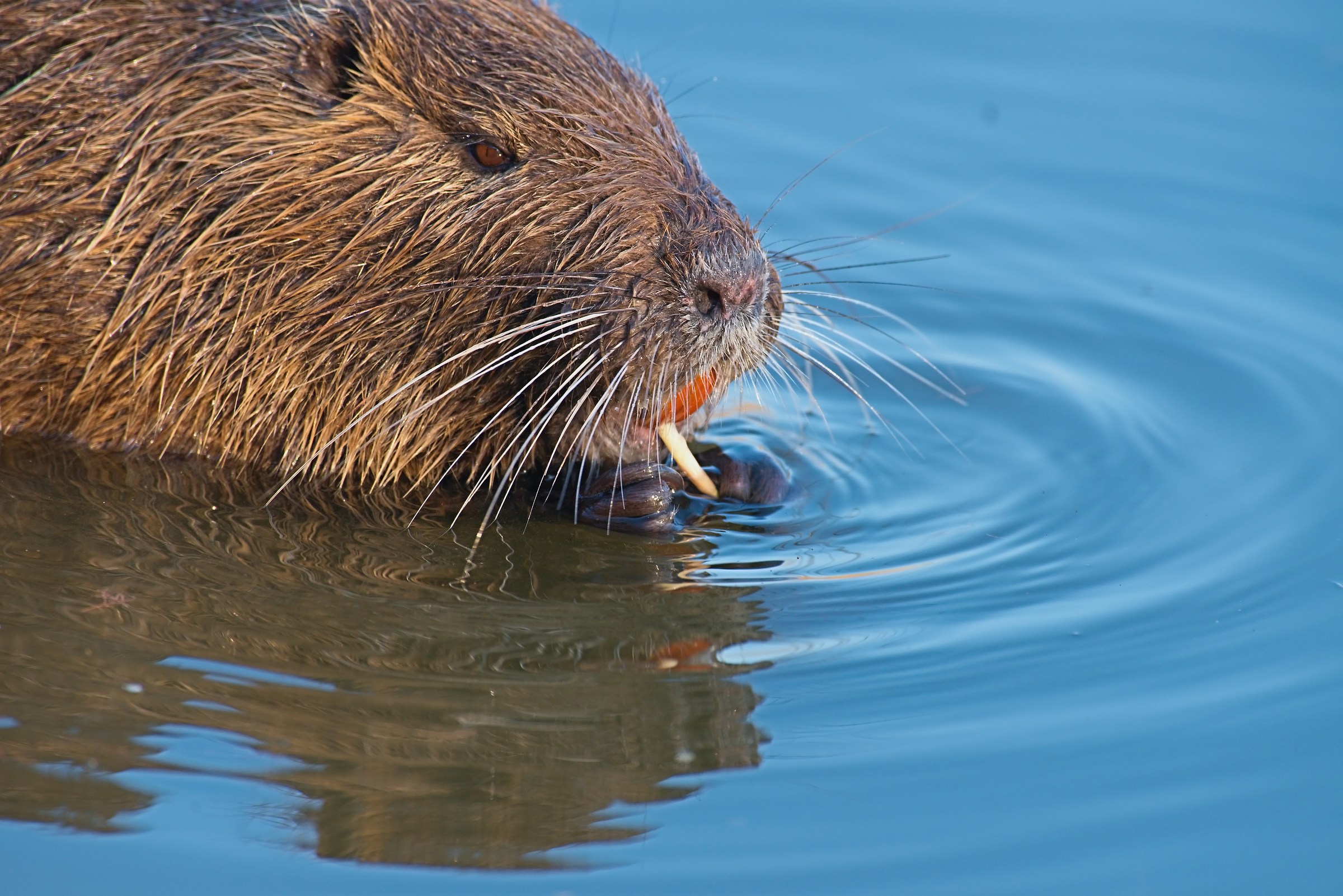 ..and after dinner, I make a jelly.