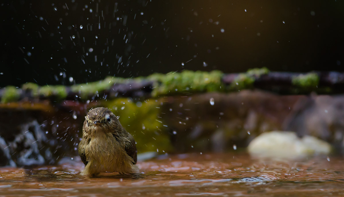 The bathroom's Warbler.