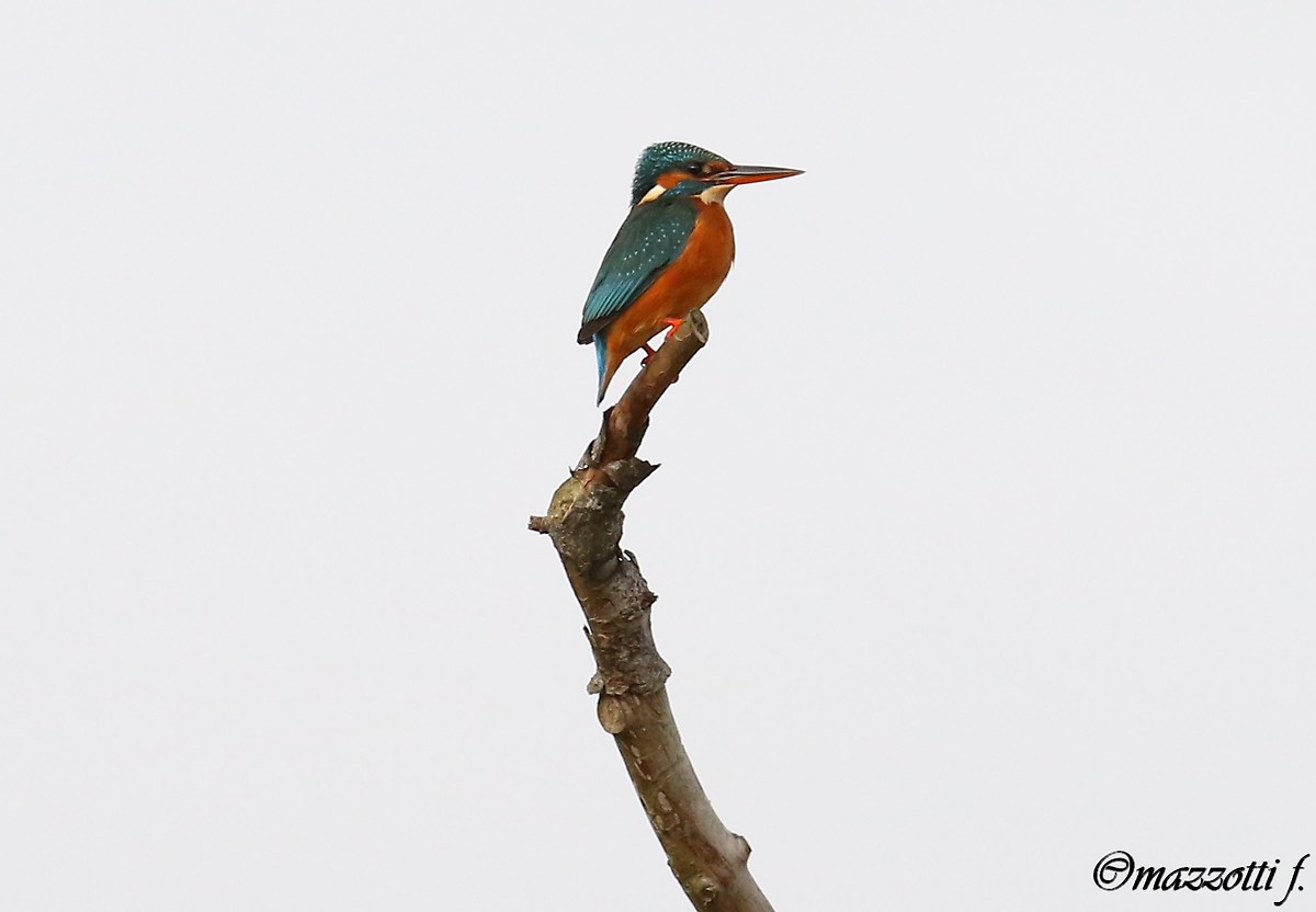 la mia prima martina