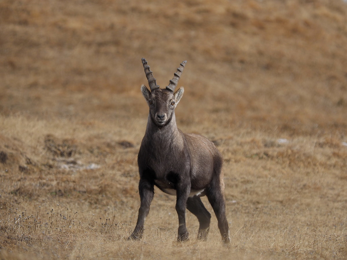 Hence we do not pass !!