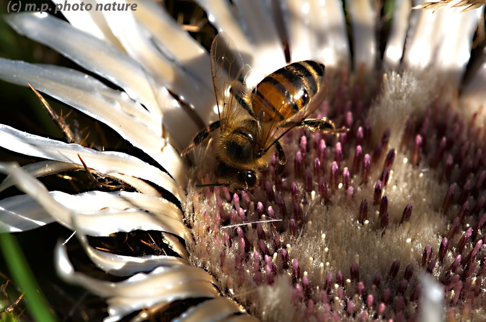 Bee on thistle