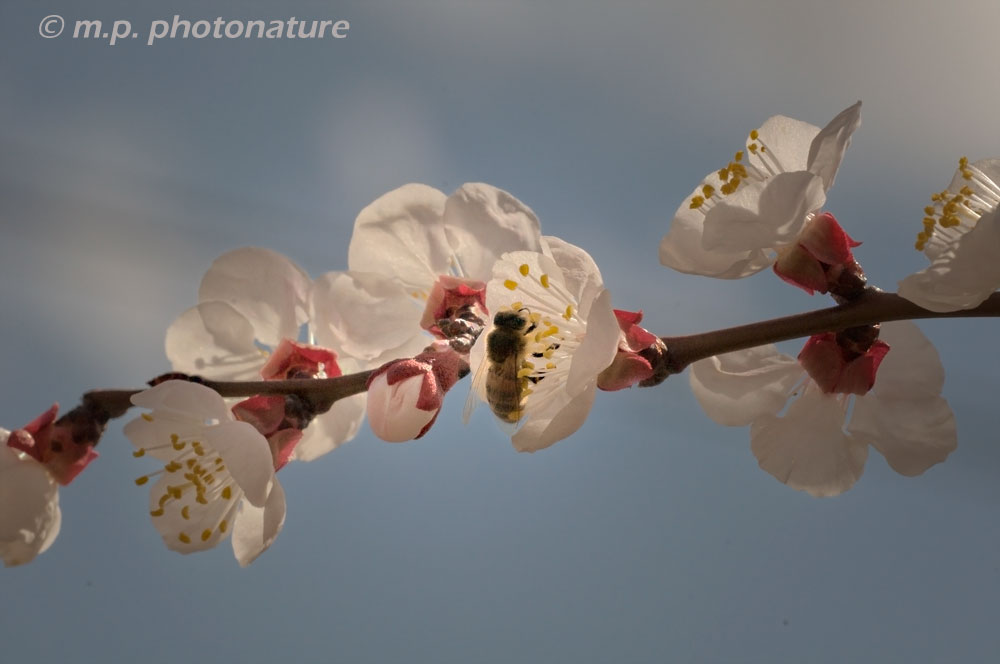 The return of spring
