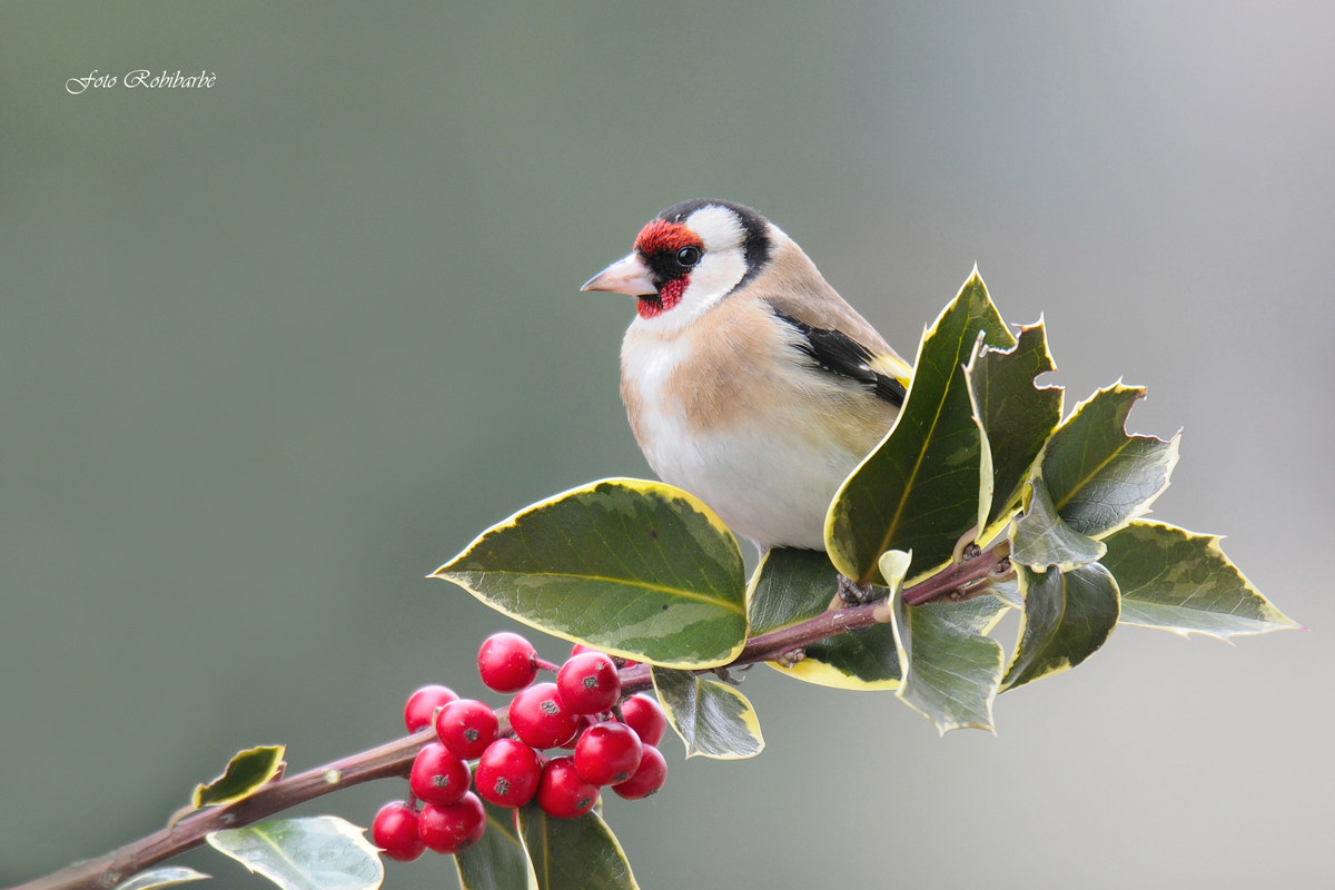 Cardellino Augurale...