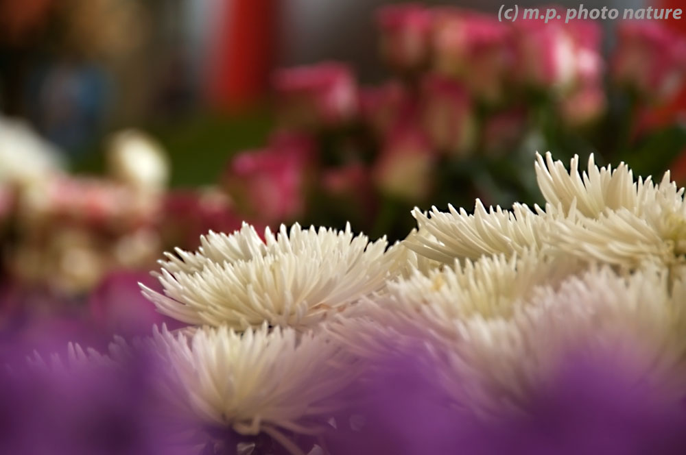 Chrysanthemums