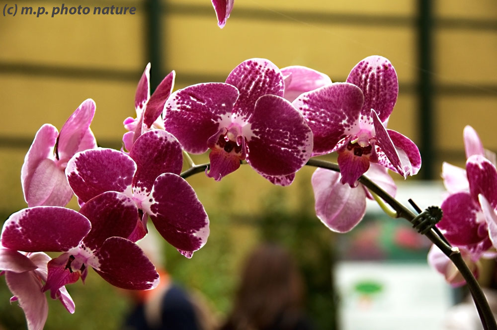 Orchids - Euroflora 2010 Genoa
