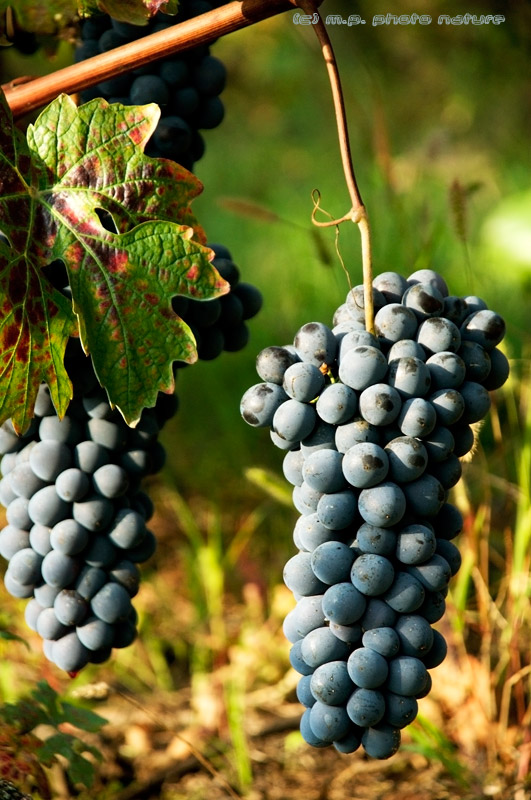 The fruits of our Earth