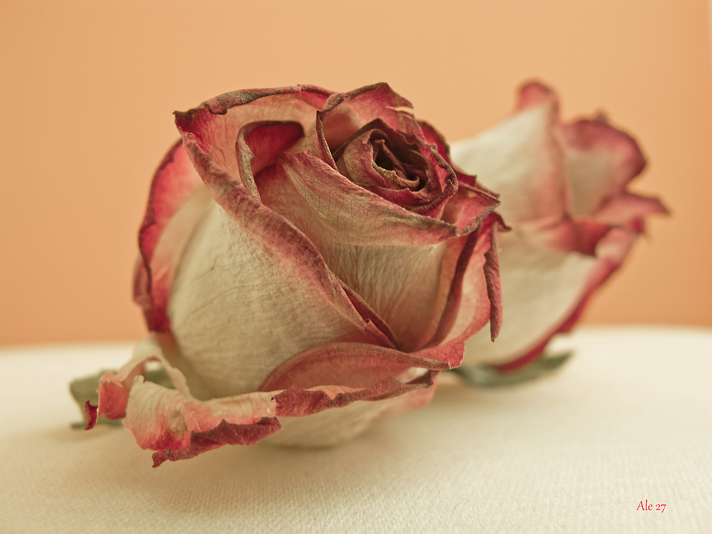 ... For a 2016 ... all roses !! Auguriiii