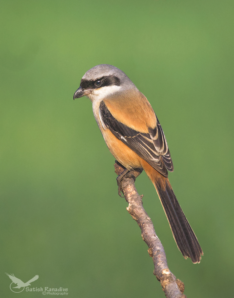 Happy New Year, 2016.