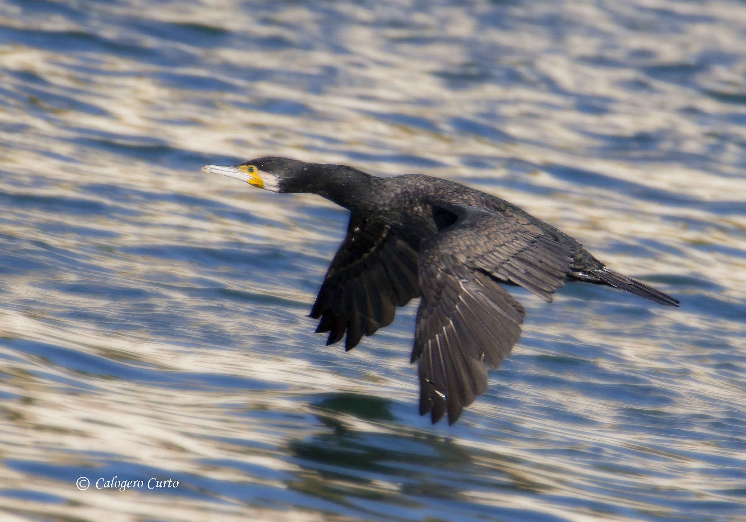 Cormorant