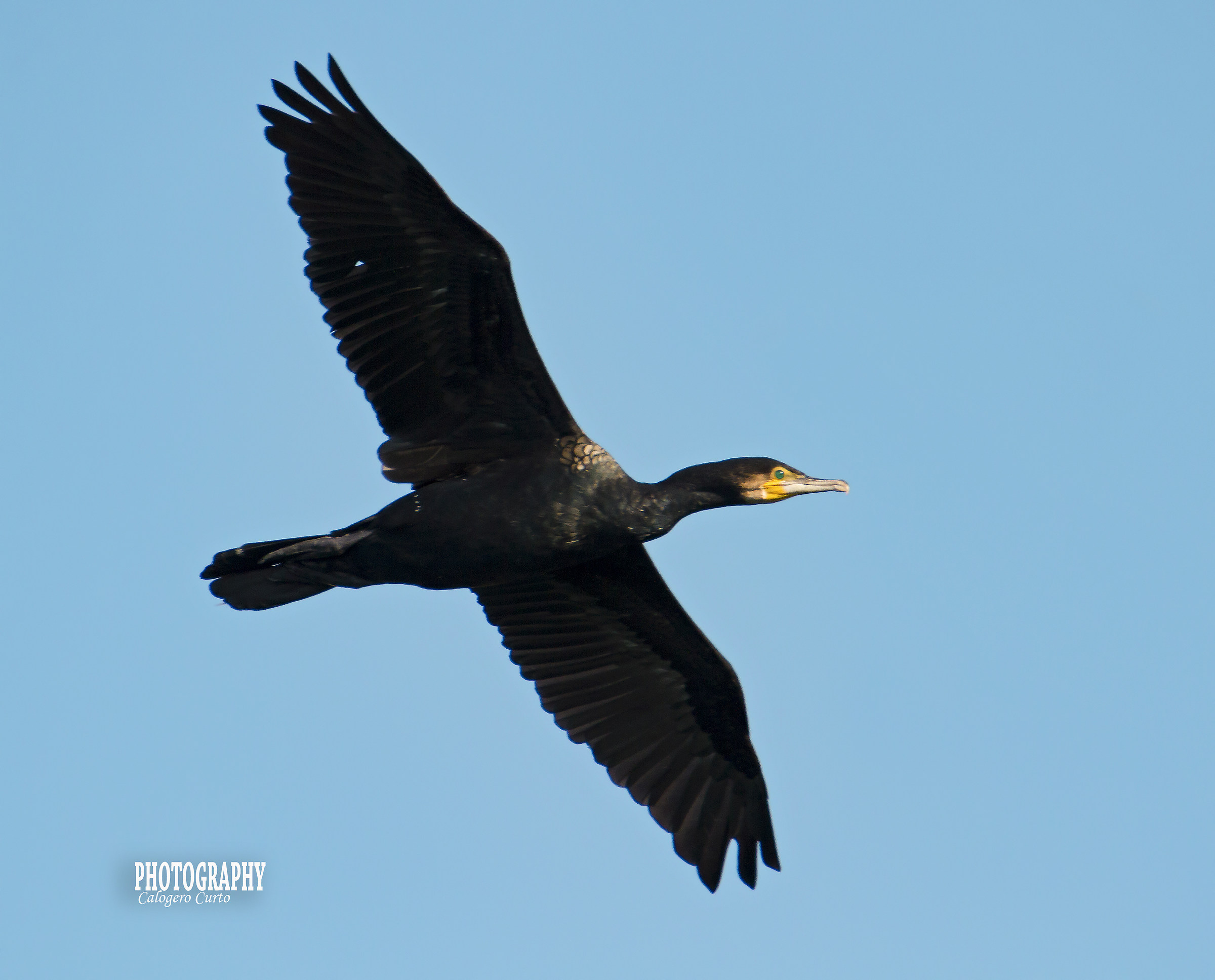 Cormorant