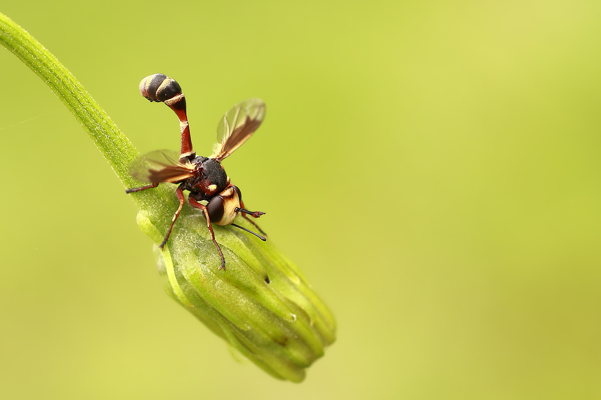 Physocephala vittata