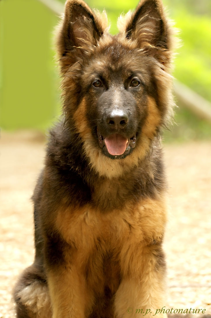 My dog ??- Nanuk German Shepherd puppy sleeping