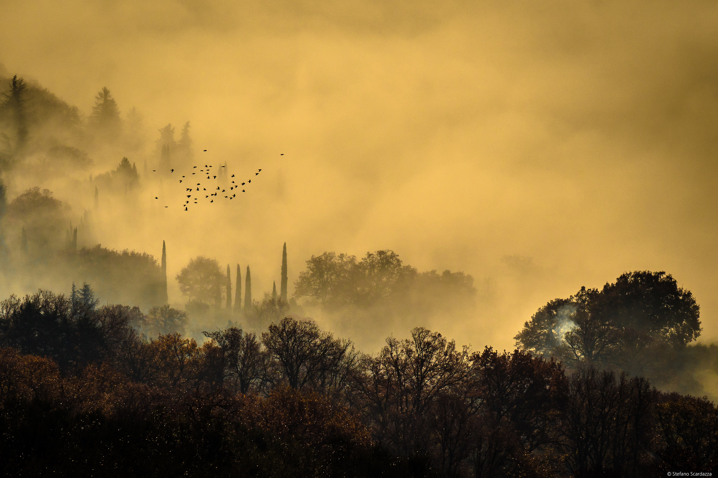 giornate nebbiose....