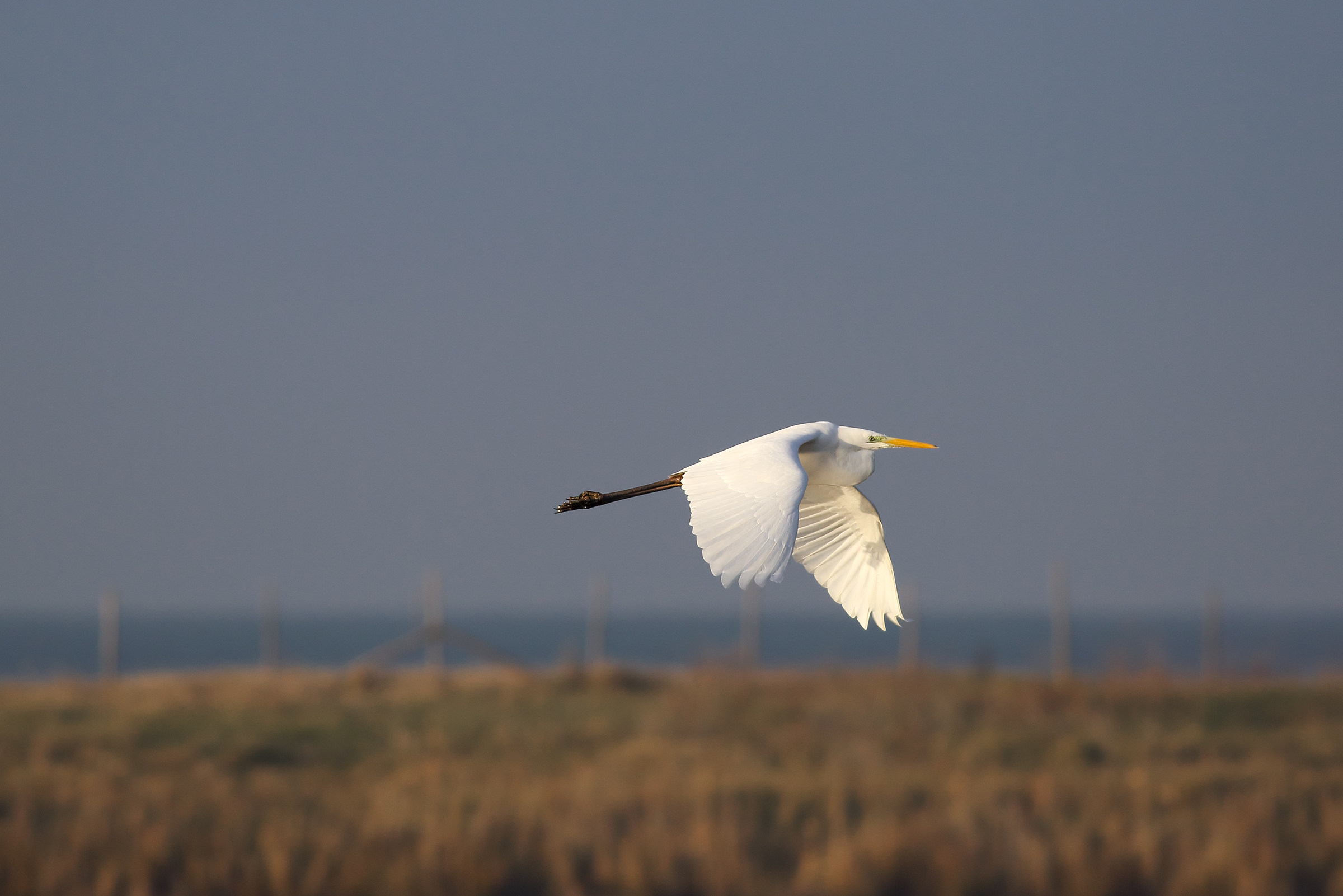 IN FLIGHT (White Heron Maggiore)