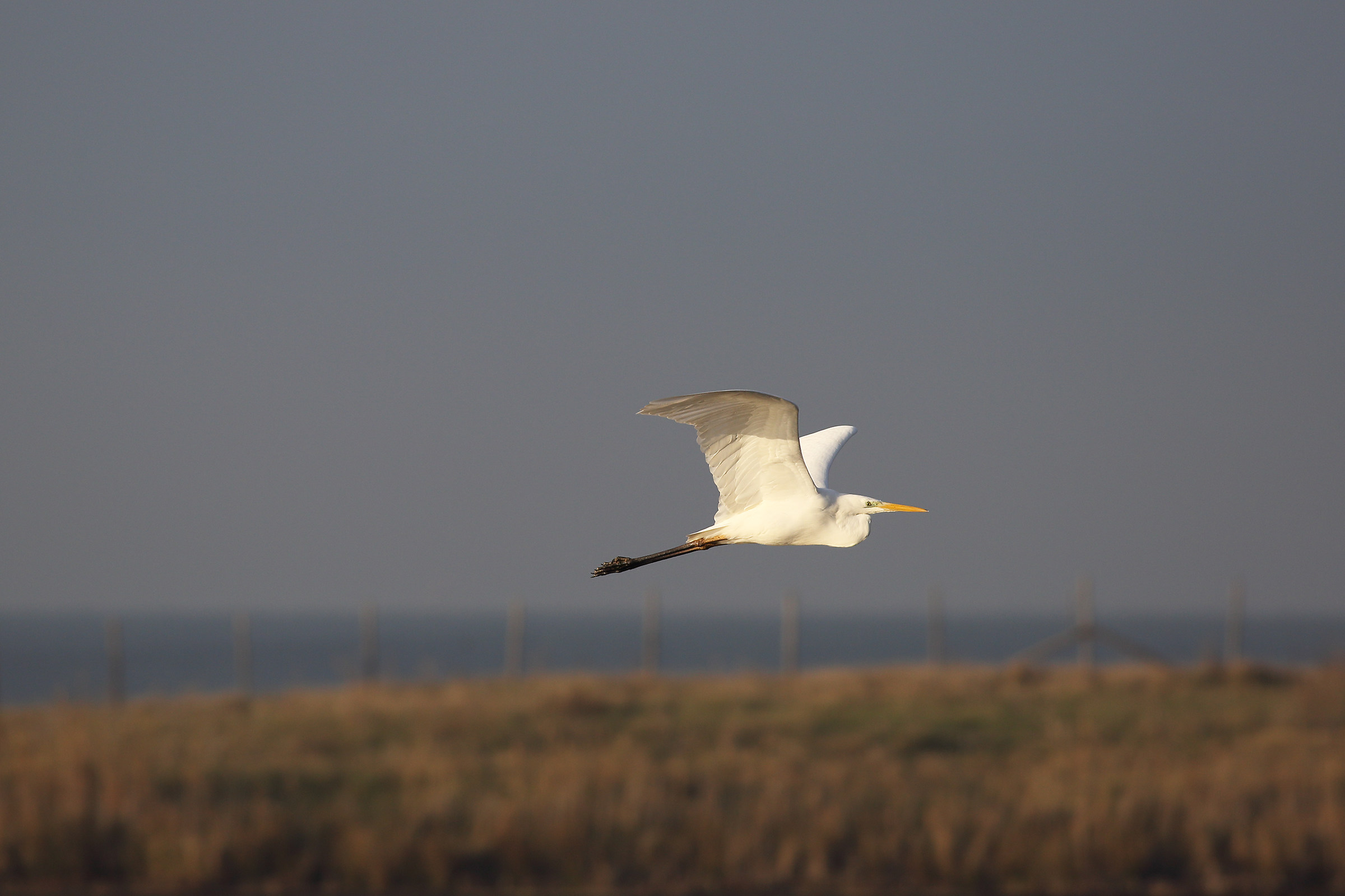 IN FLIGHT (White Heron Maggiore)