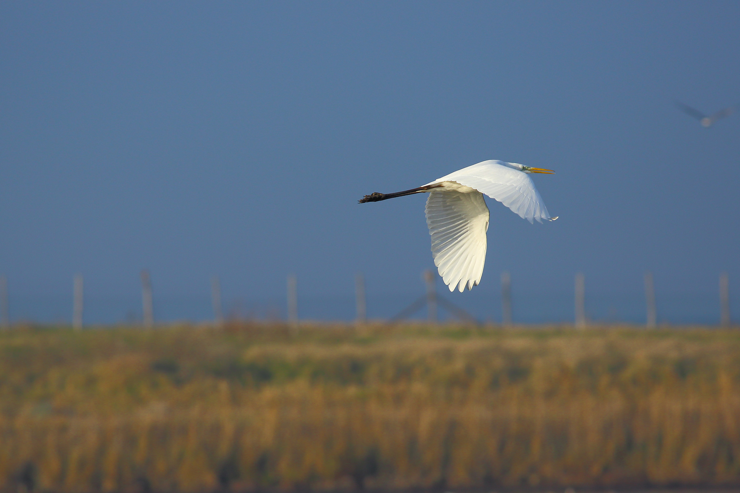 IN FLIGHT (White Heron Maggiore)