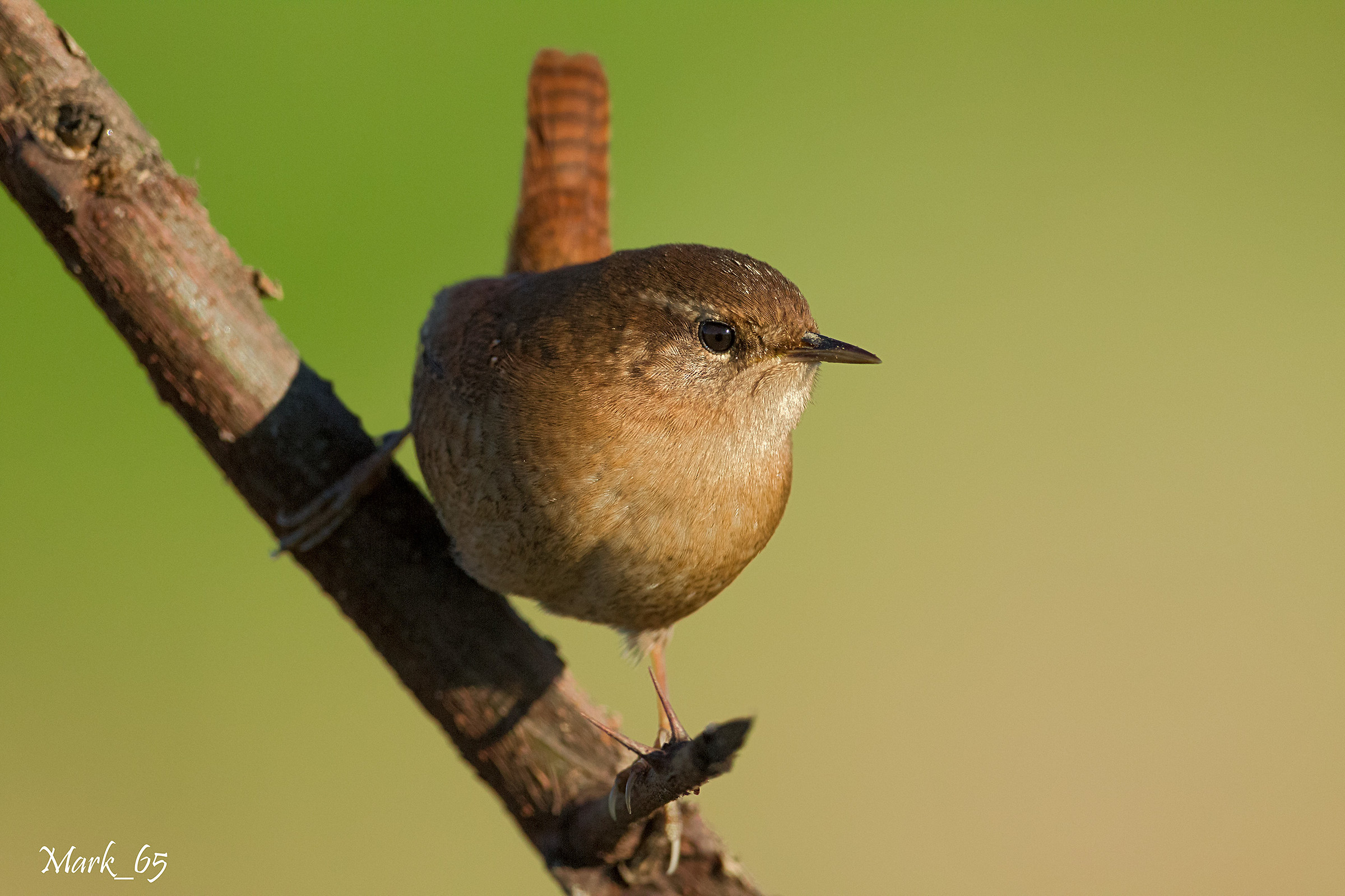 Wren