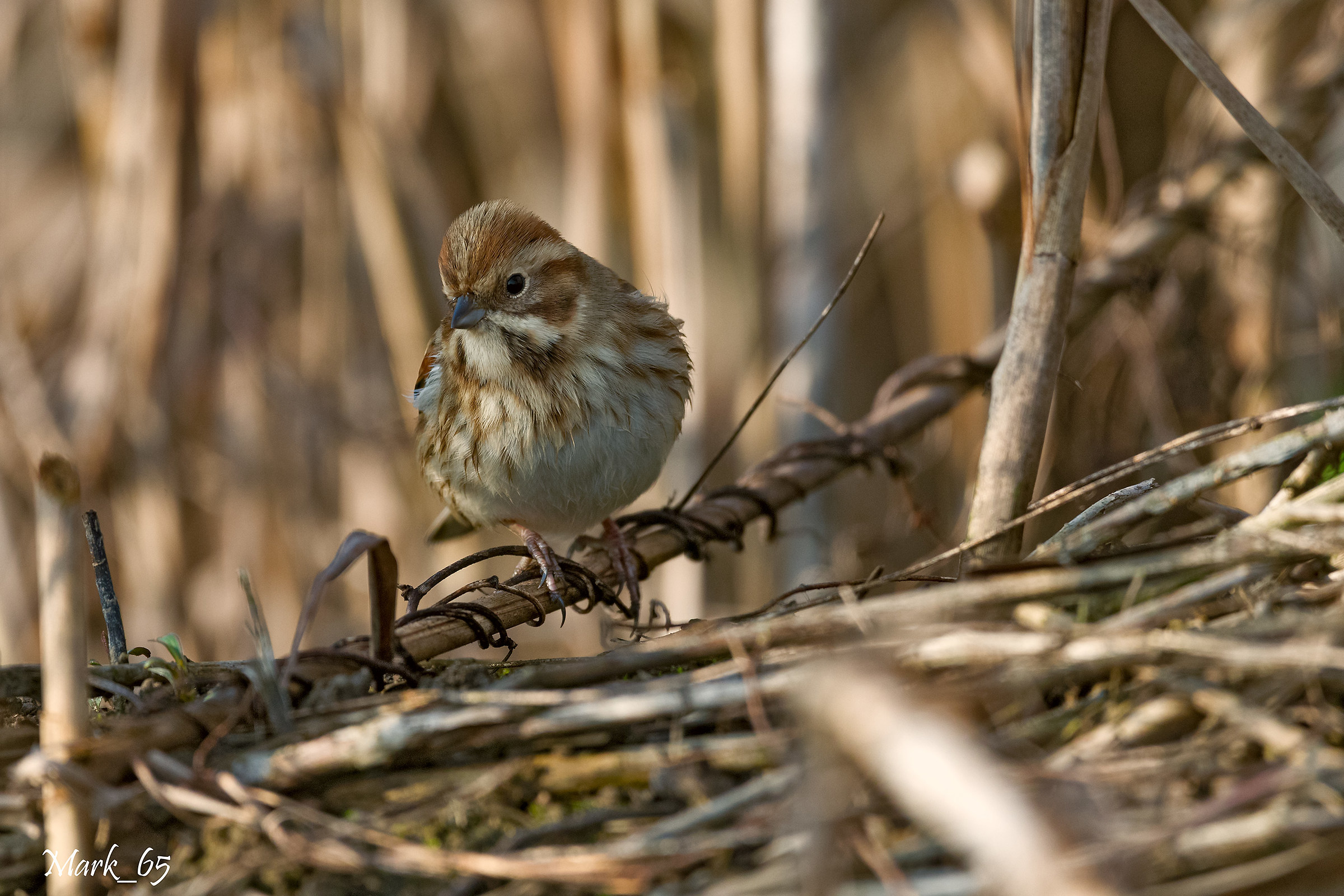Reed Bunting